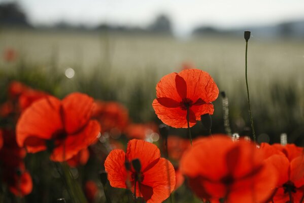 Lots of red poppy flowers on the field