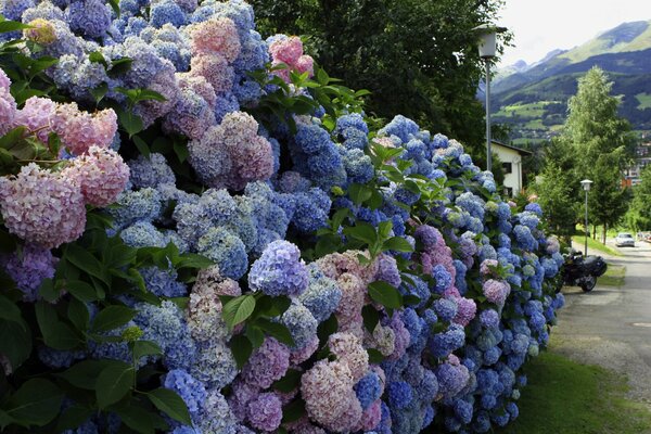 Cerca viva de arbustos de Hortensia