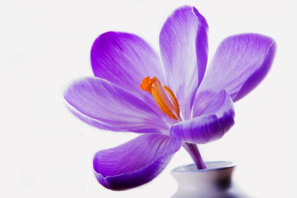 Crocus lilas dans un vase blanc sur fond blanc