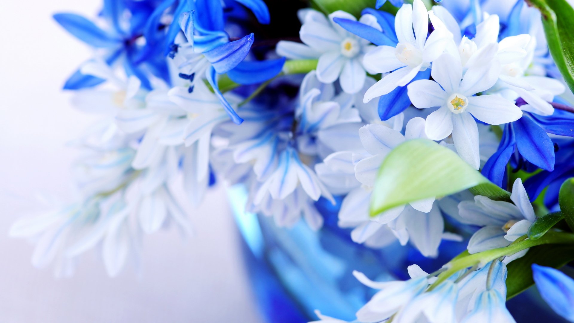 fleurs bouquet tendre bleu bleu ciel couleur feuilles pétales