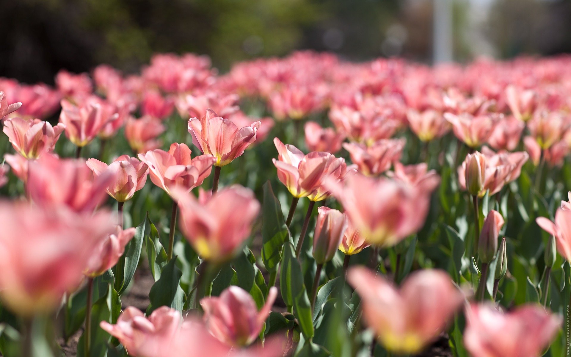 nature printemps fleurs tulipes rose tendresse couleurs flou feuilles verdure