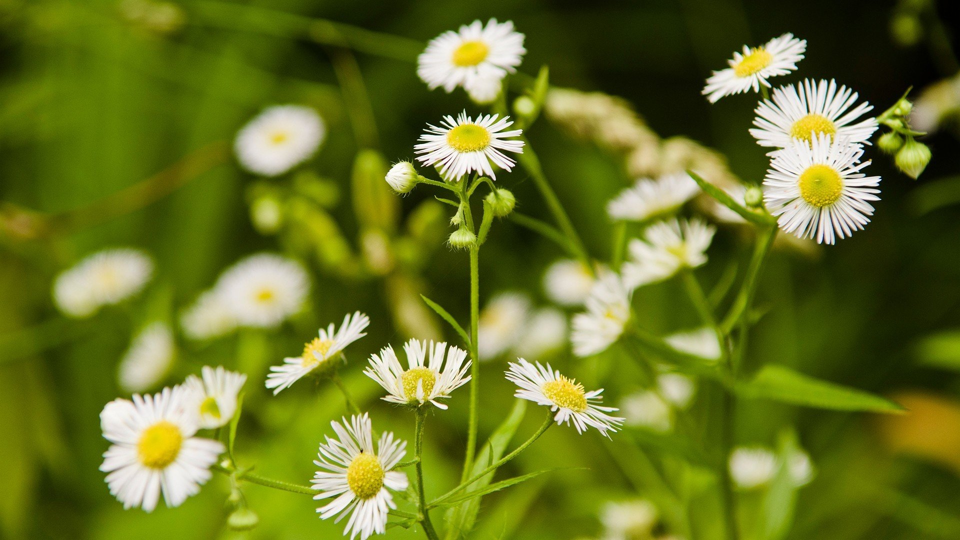 natur gänseblümchen blumen weiß gras lichtung