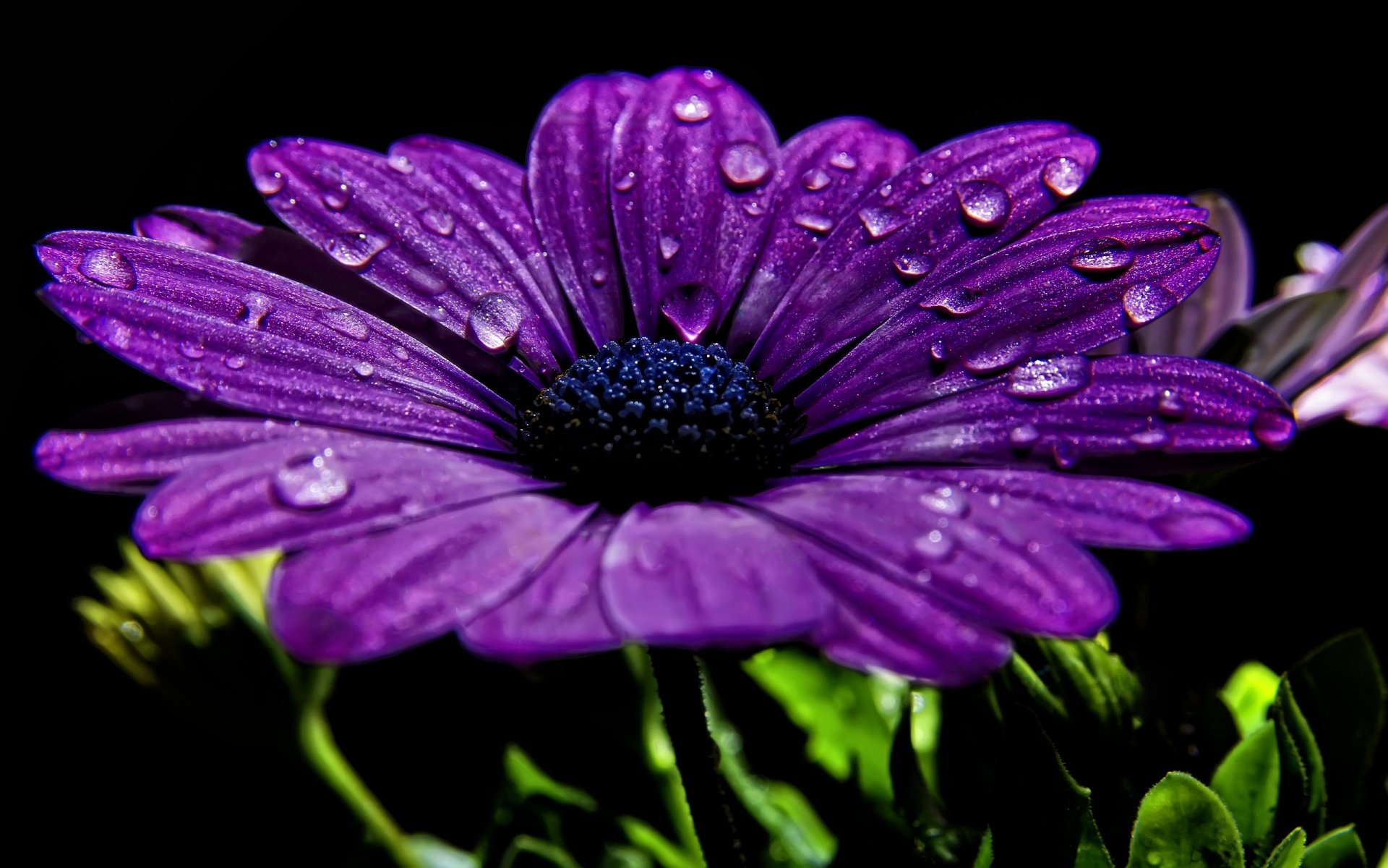 background close up purple petals drops rosa water