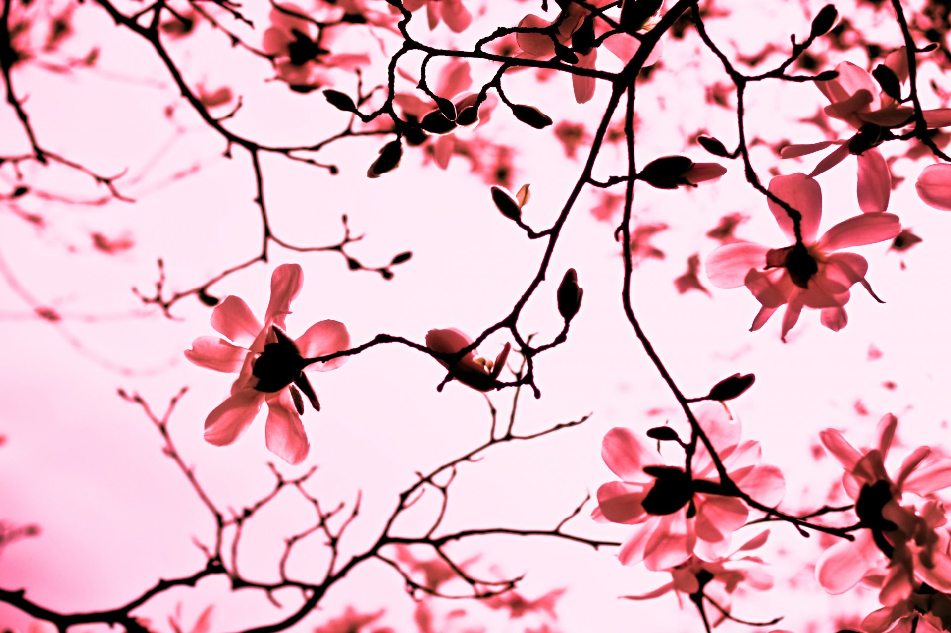 magnolia pink flower petals branch branches spring nature