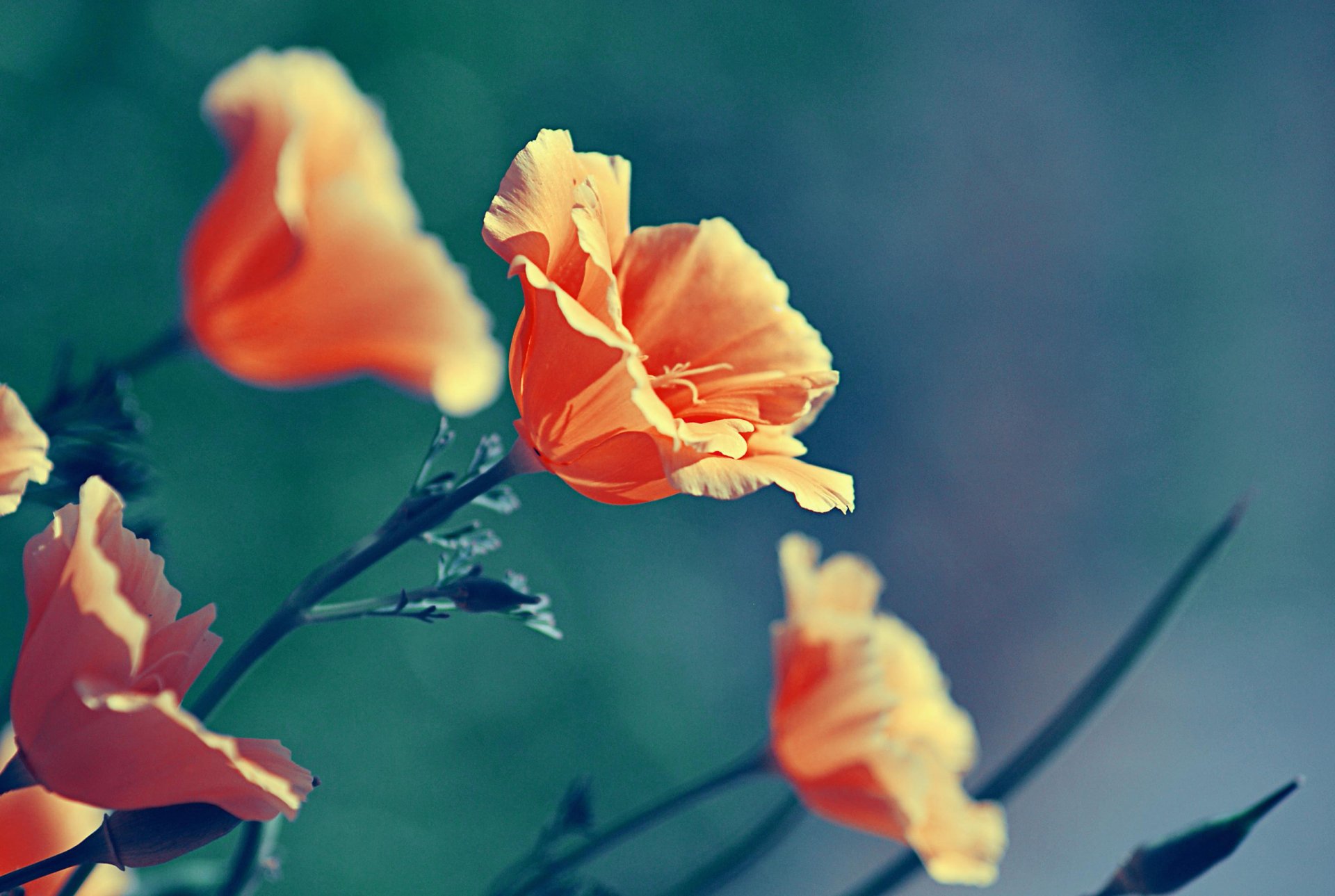 poppies orange flower plants flowers nature close up