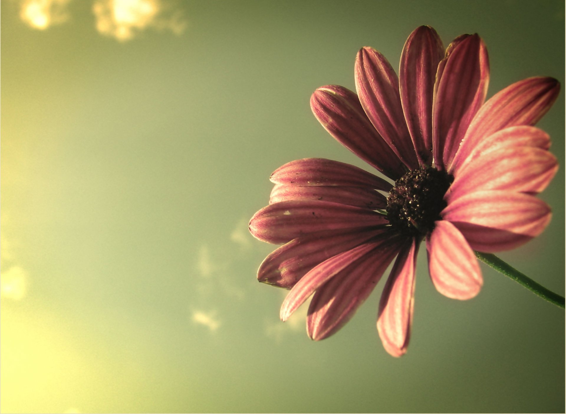 gros plan fleur pétales ciel rayons lumière couleurs plante