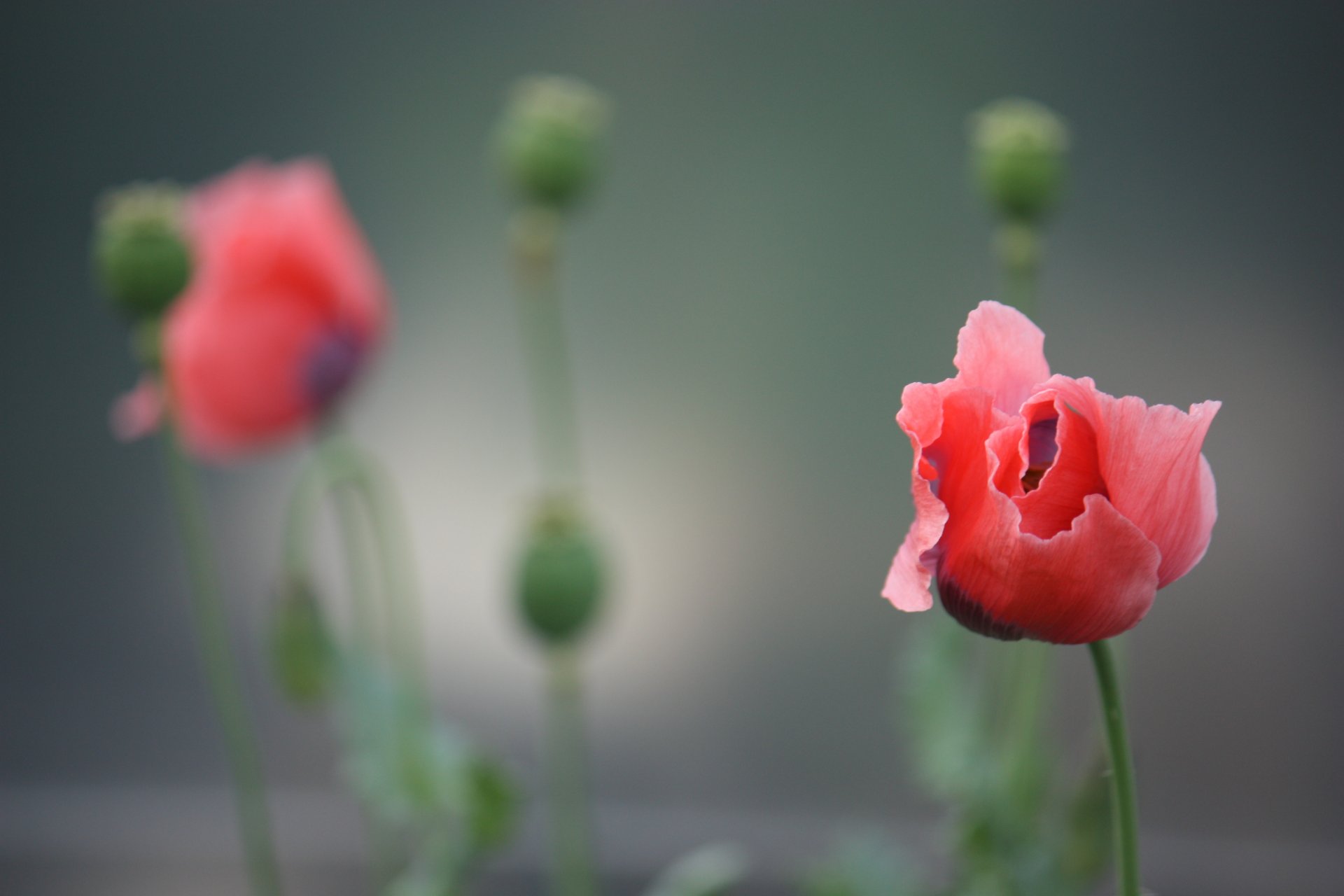 fleur rouge coquelicot pétales tige fond flou bourgeons