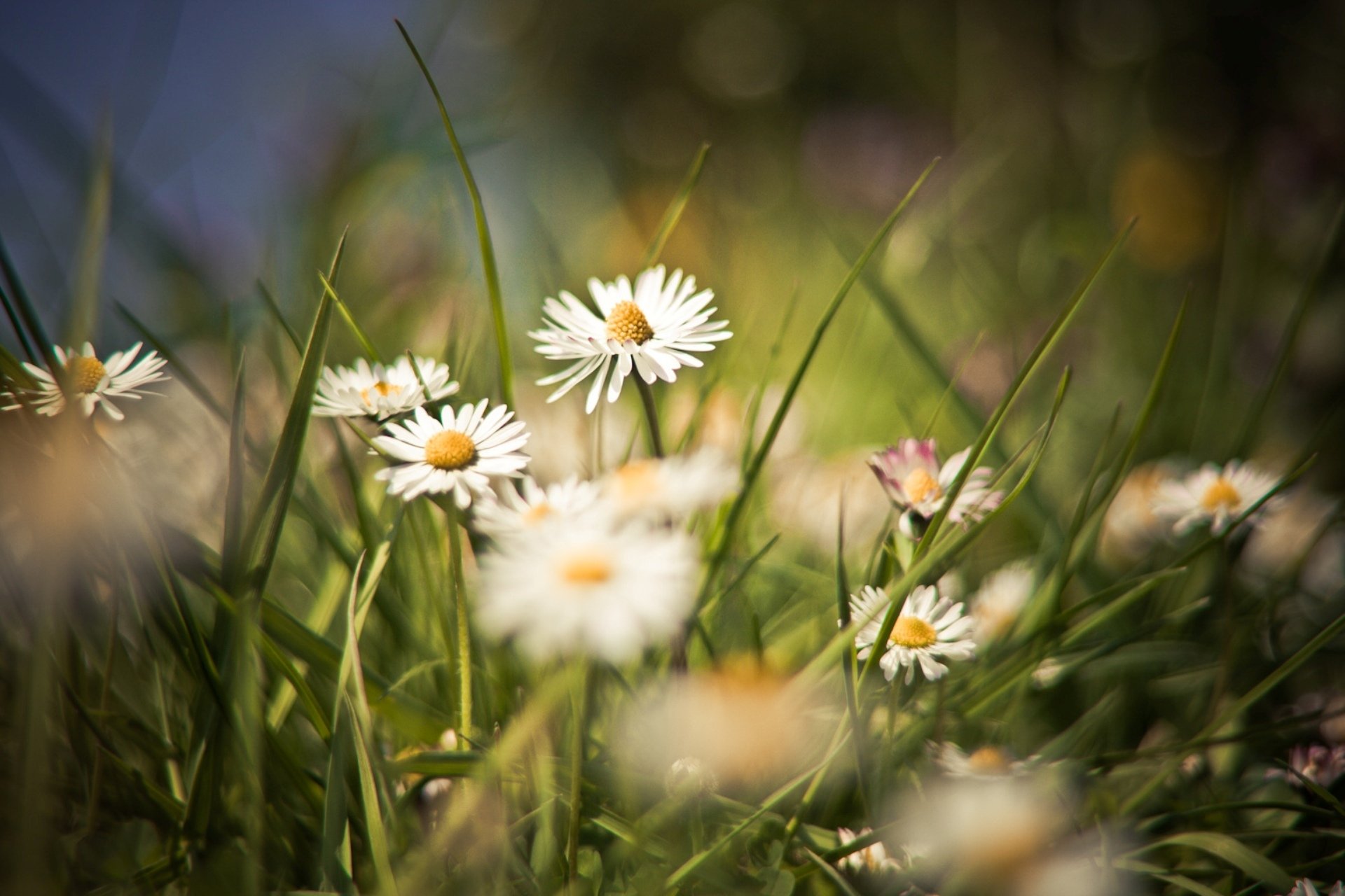 sommer feld lichtung gras gänseblümchen blumen pflanzen hintergrund tapete