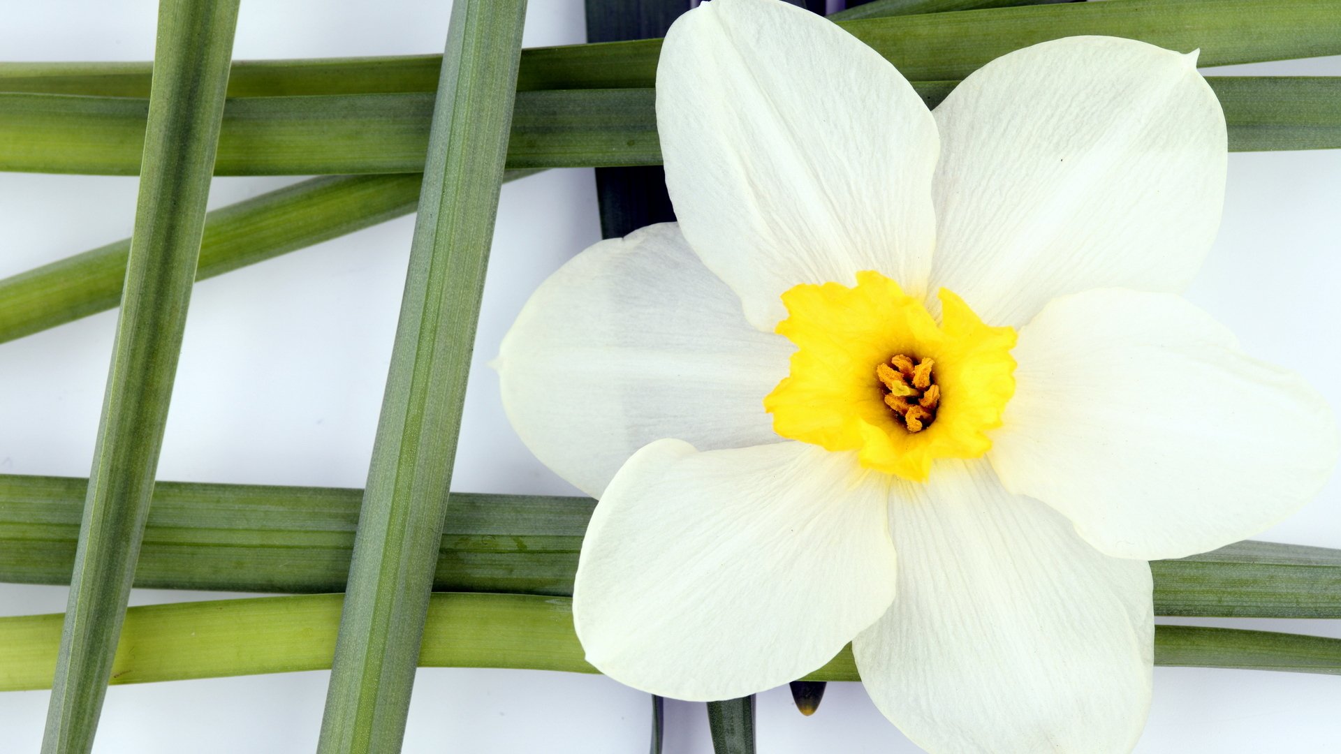 blumen blume steebel grünes weiße blütenblätter gelbes masche