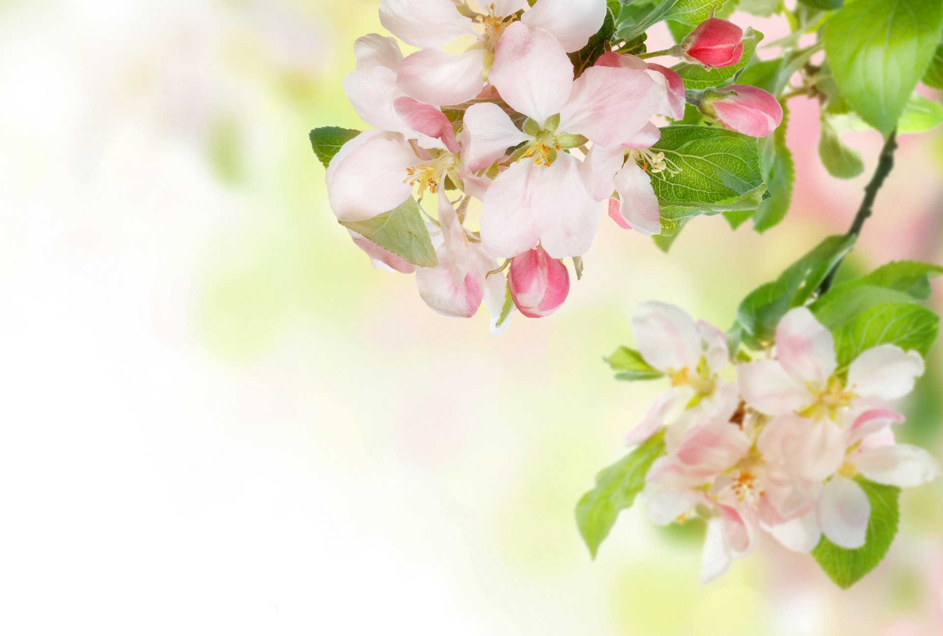 apple flower branch spring tender