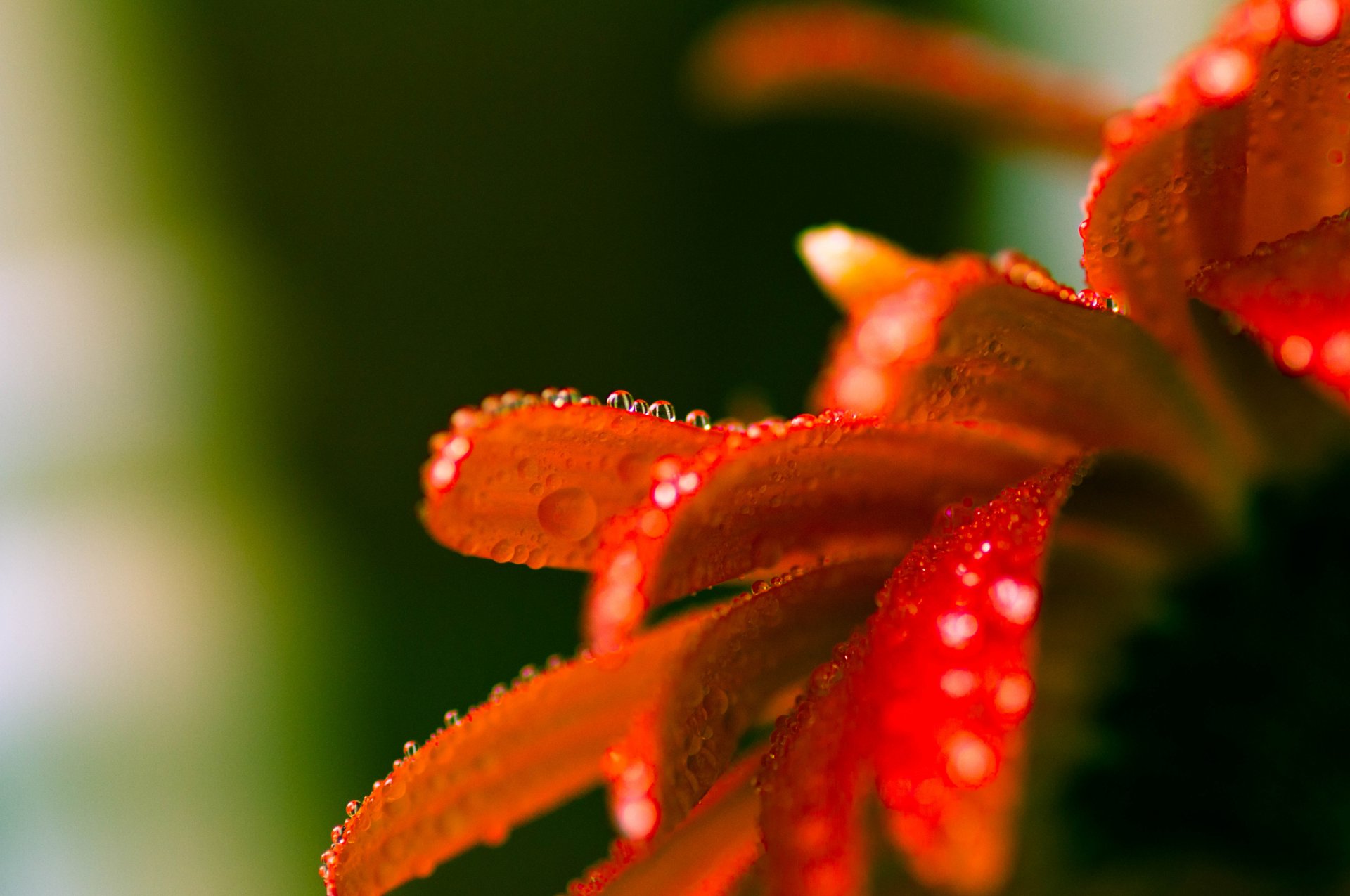 makro blume tropfen