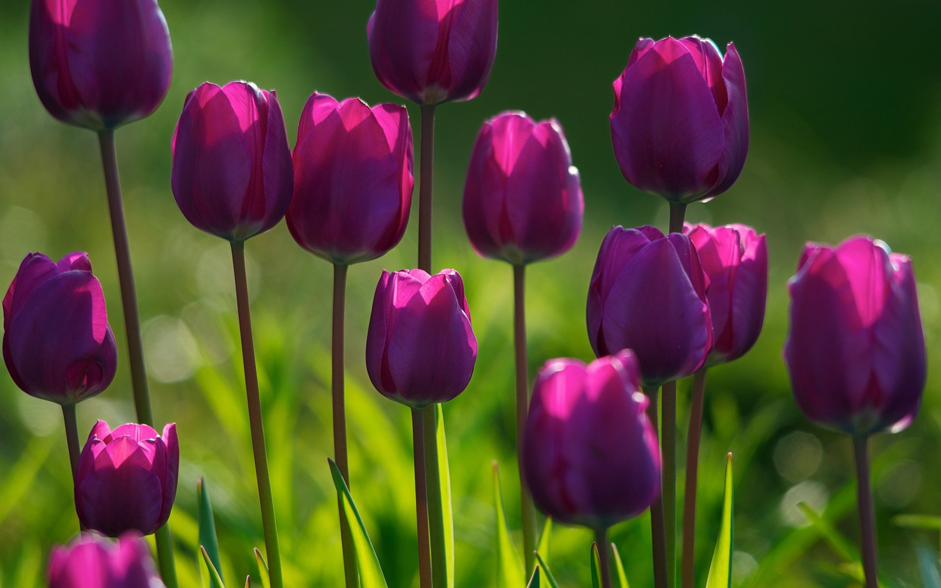 flowers tulips grass flower flowers plants freshness summer spring flowering garden vegetable garden park forest light morning