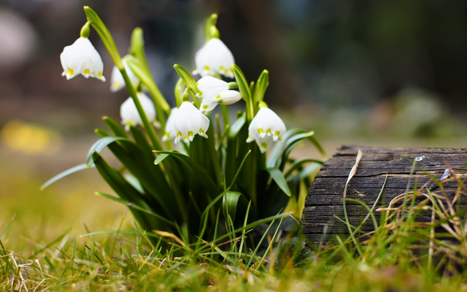 flowers flower flowers flowers spring grass macro log tree stump snowdrop