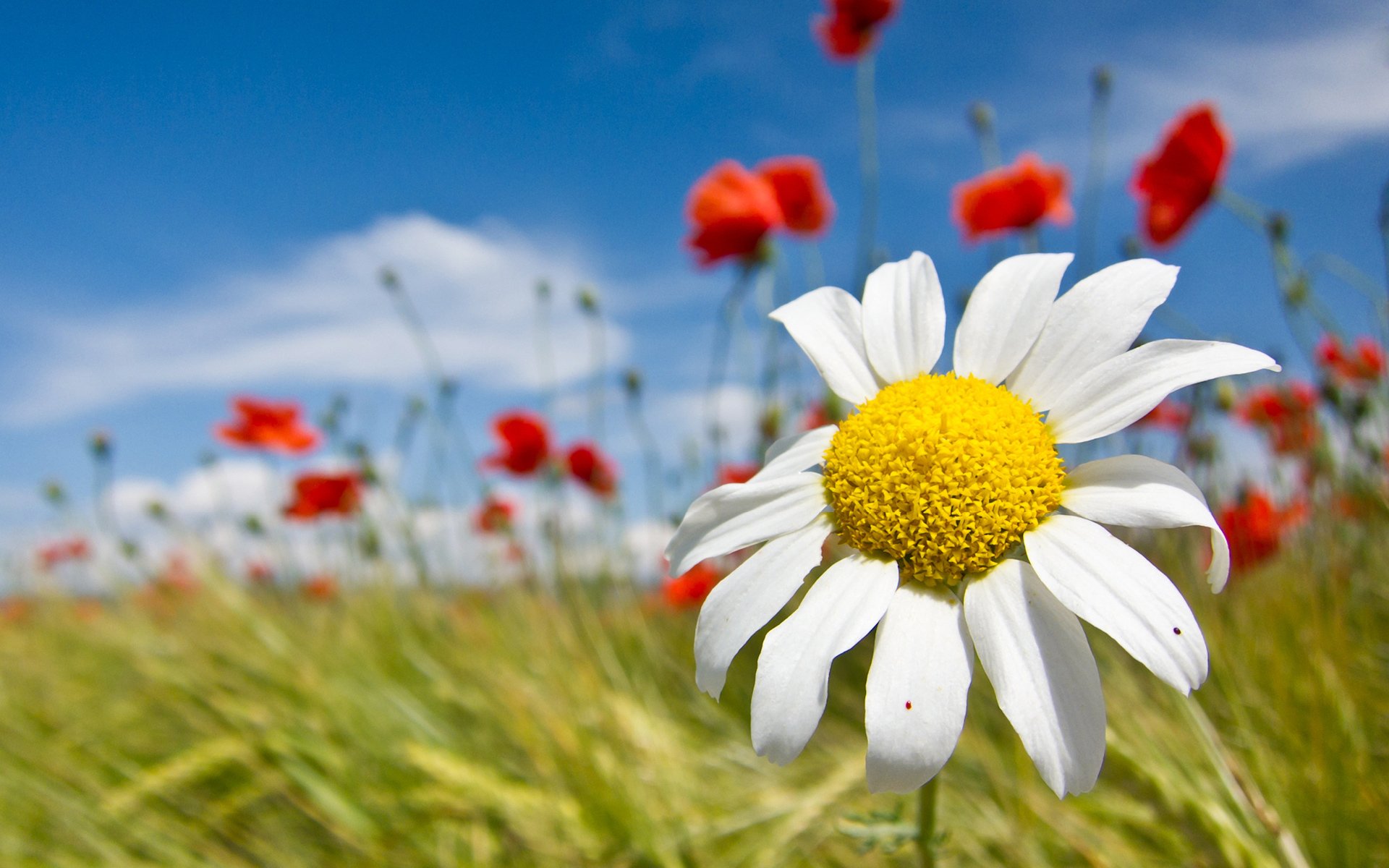 kamille weiß blütenblätter makro hintergrund feld mohnblumen