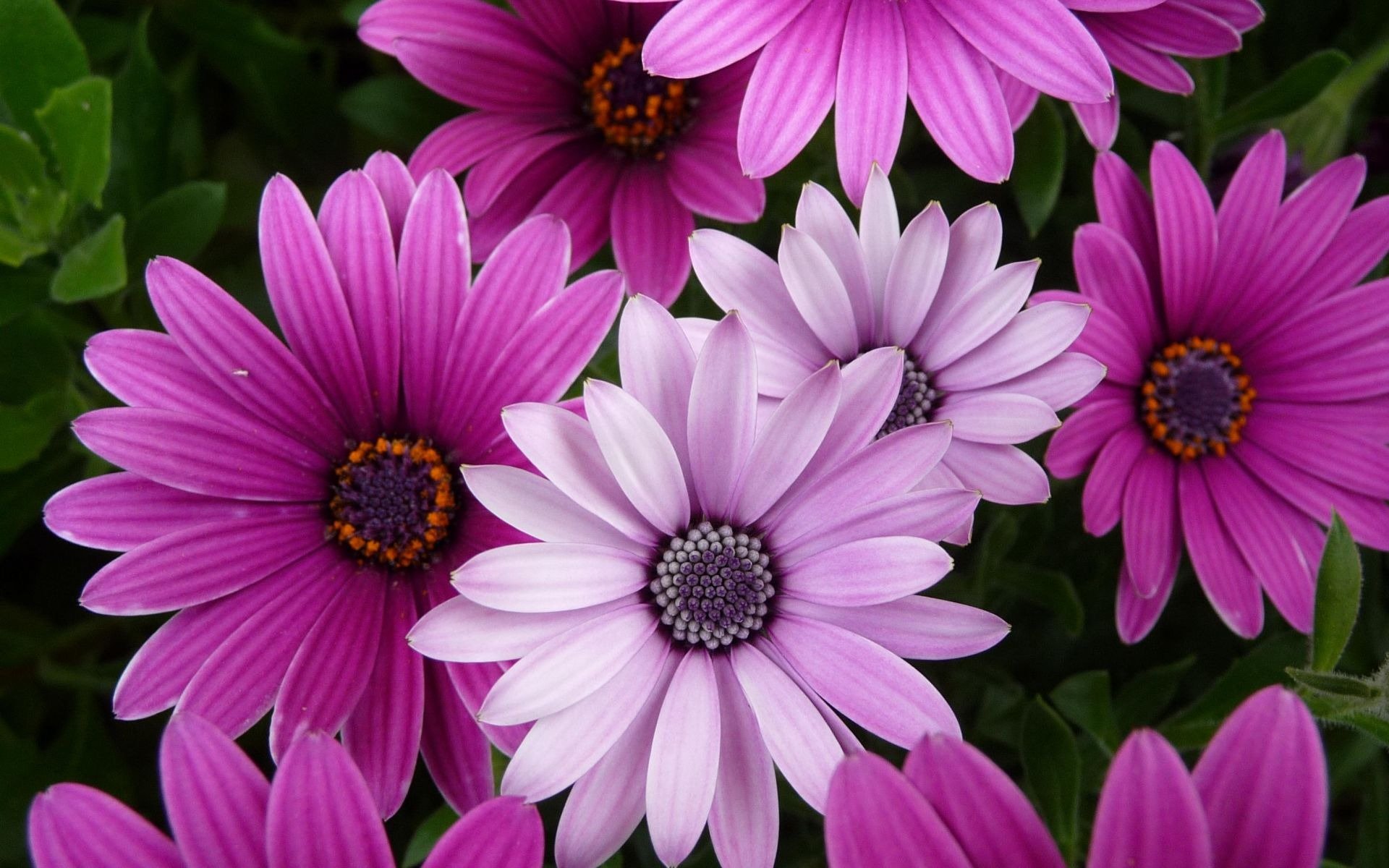 flower purple pink