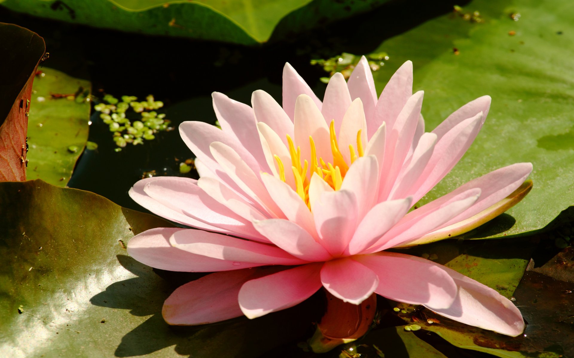 giglio d acqua ninfea pianta di palude fiore