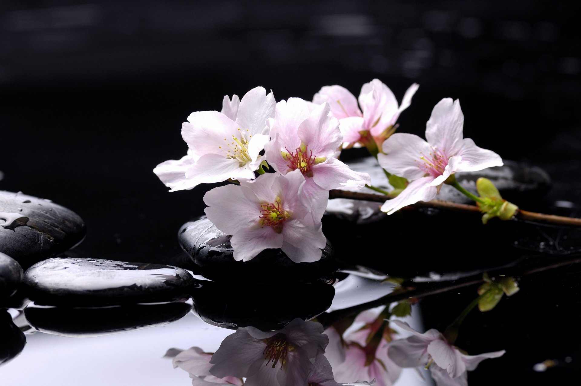 pa stones pink petals water reflection