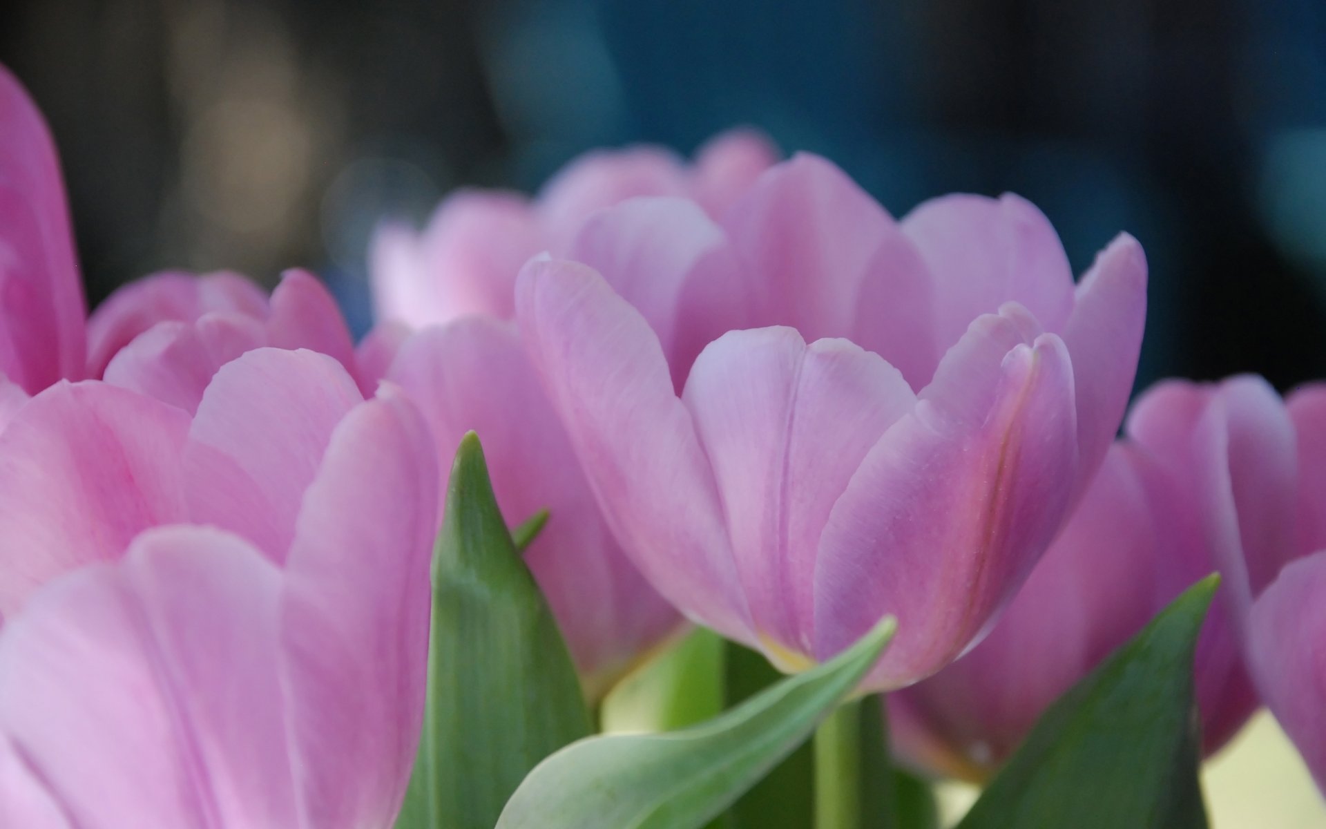 tulipanes tulipanes pétalos. rosa flores primavera macro