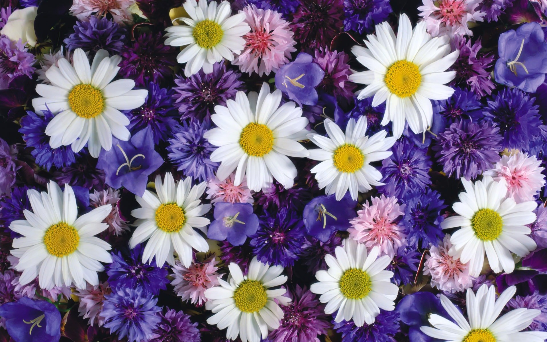 marguerites bleuets cloches clairière de fleurs