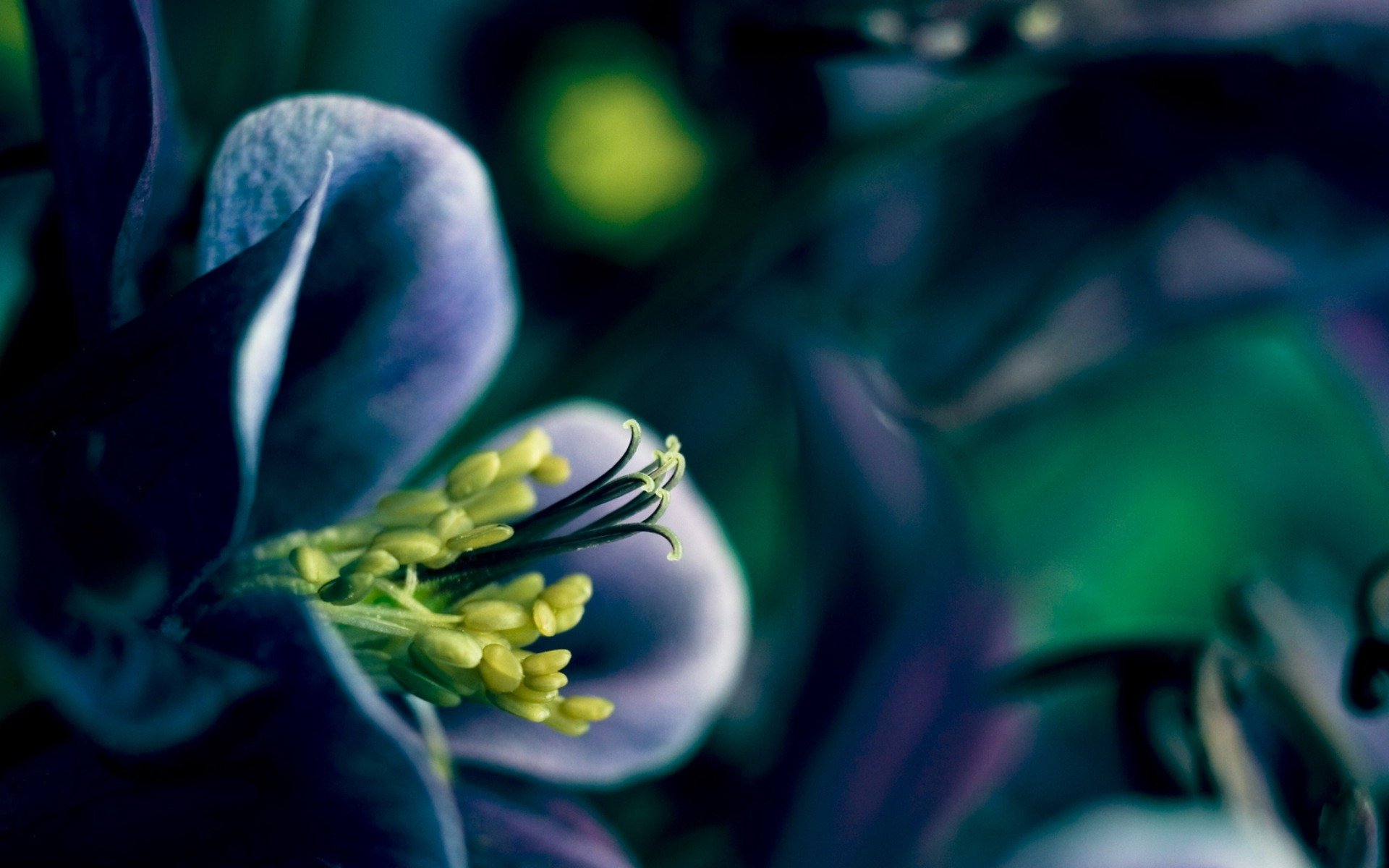 flower spring spring petals plant flowering