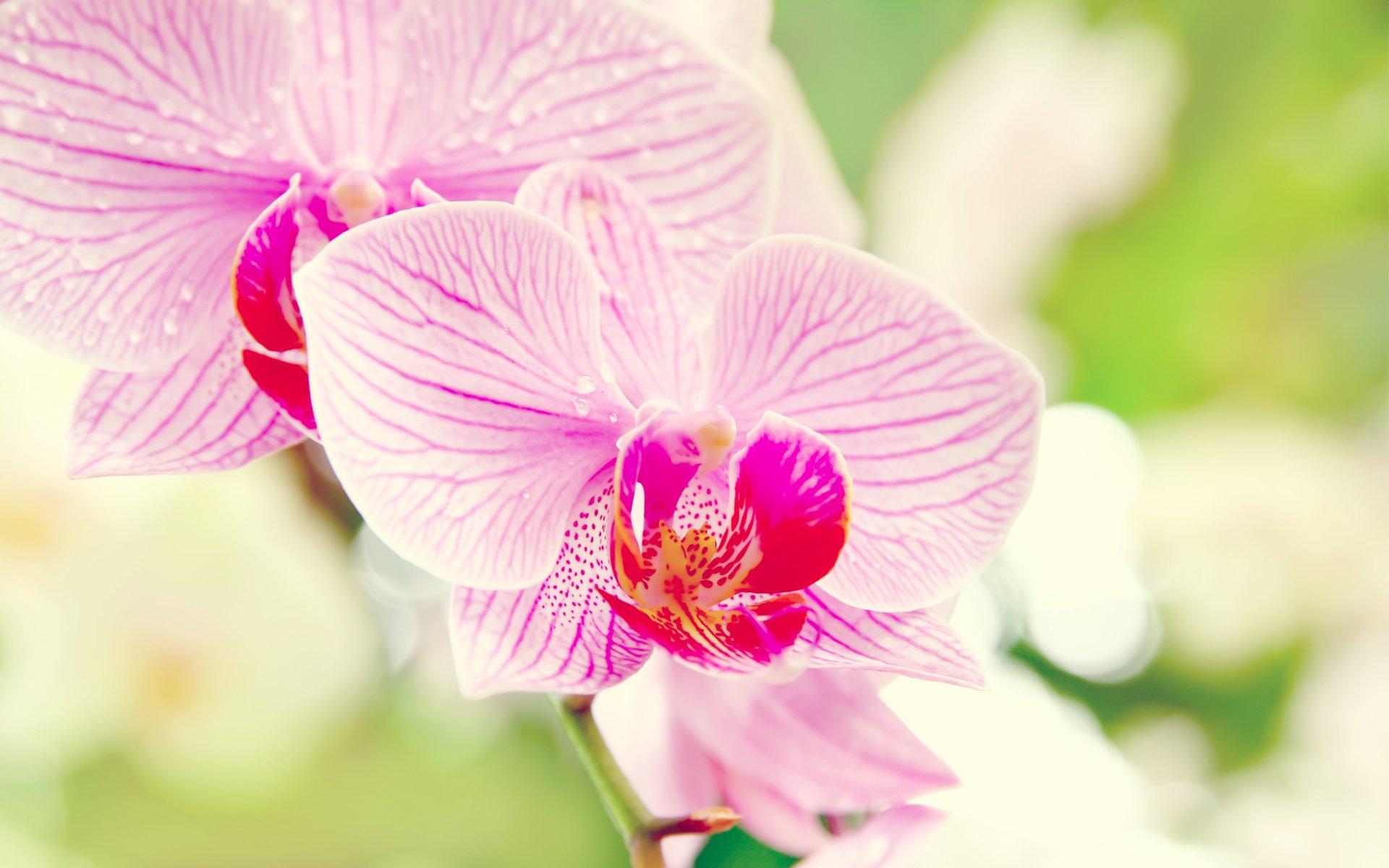 orquídea macro phalaenopsis flor