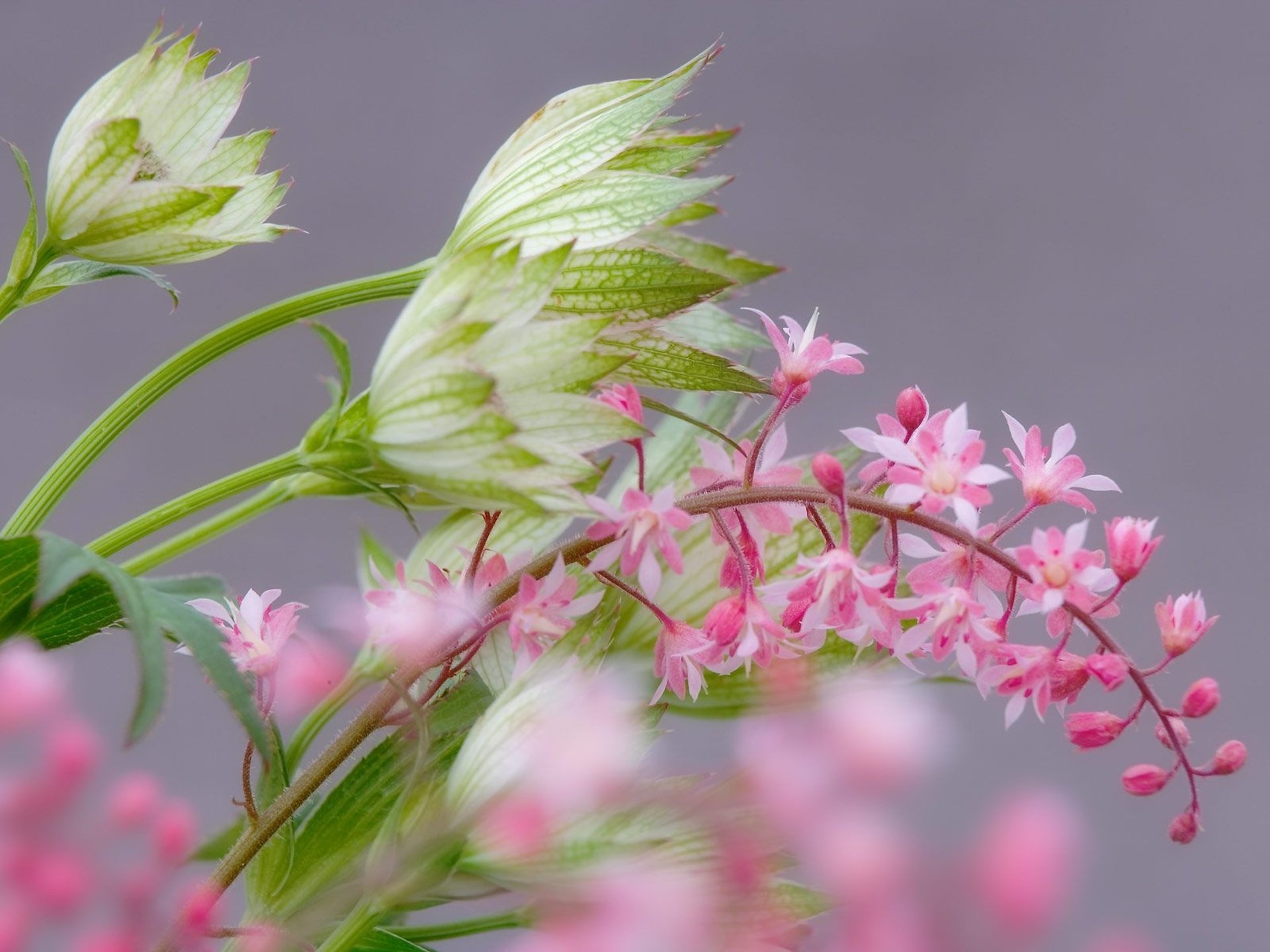 fiori marco ramo rosa delicato sfocatura