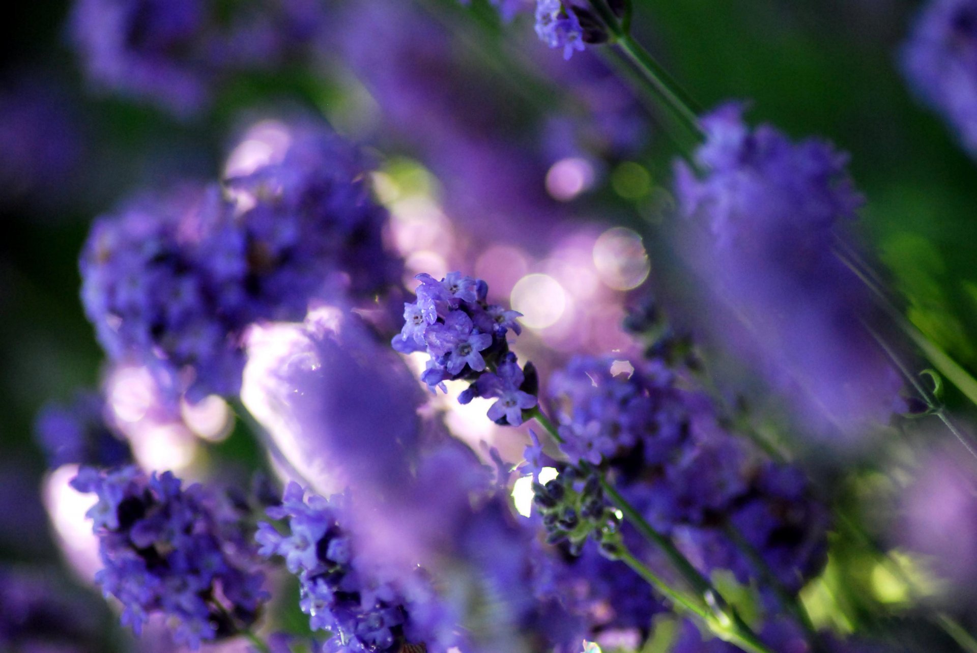 lavendel blumen lichtung pflanzen lila farbe licht blendung unschärfe makro