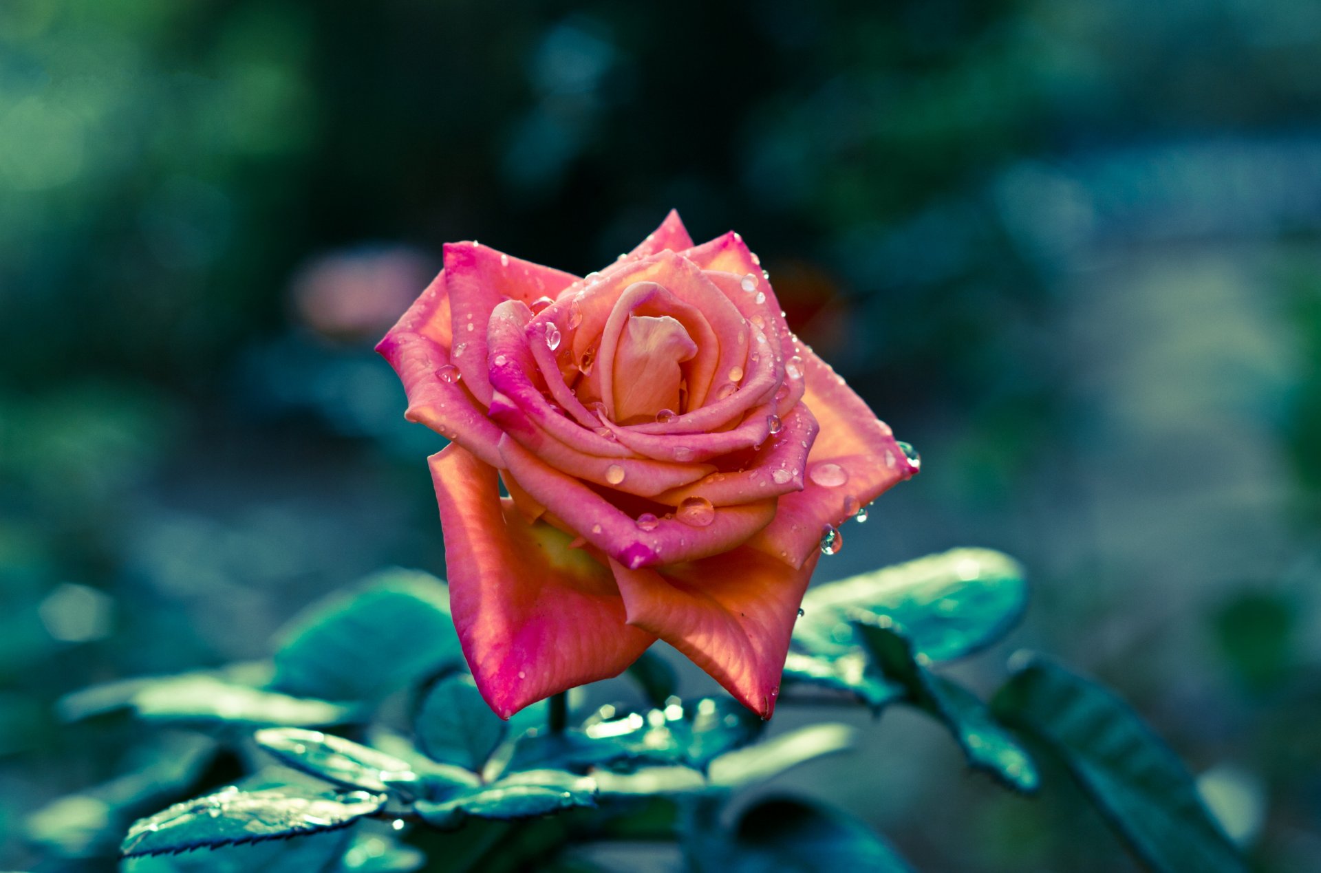 flowers rose petals stem focus sharpness drops leave