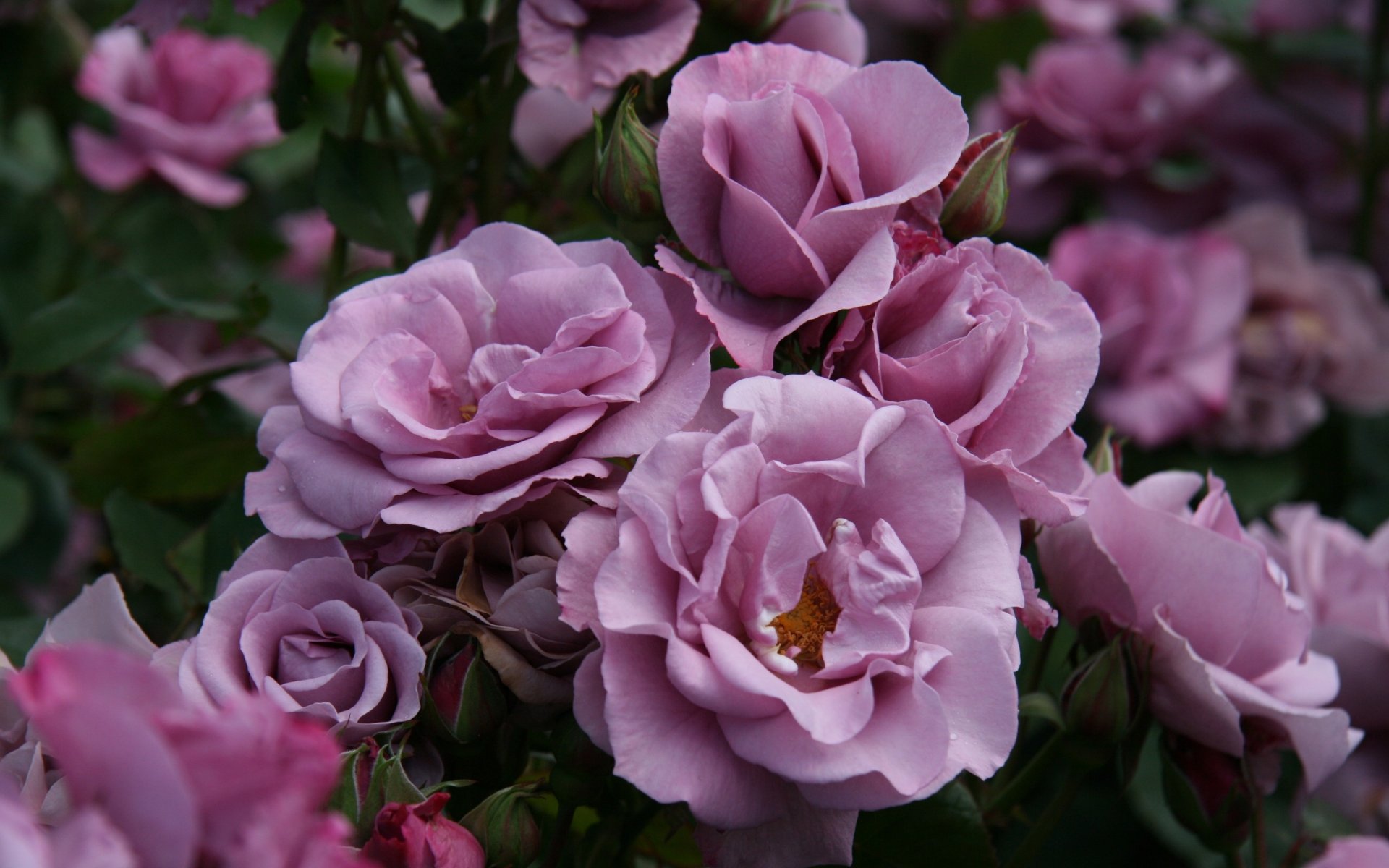 rosas rosas arbusto flores brotes pétalos jardín naturaleza plantas