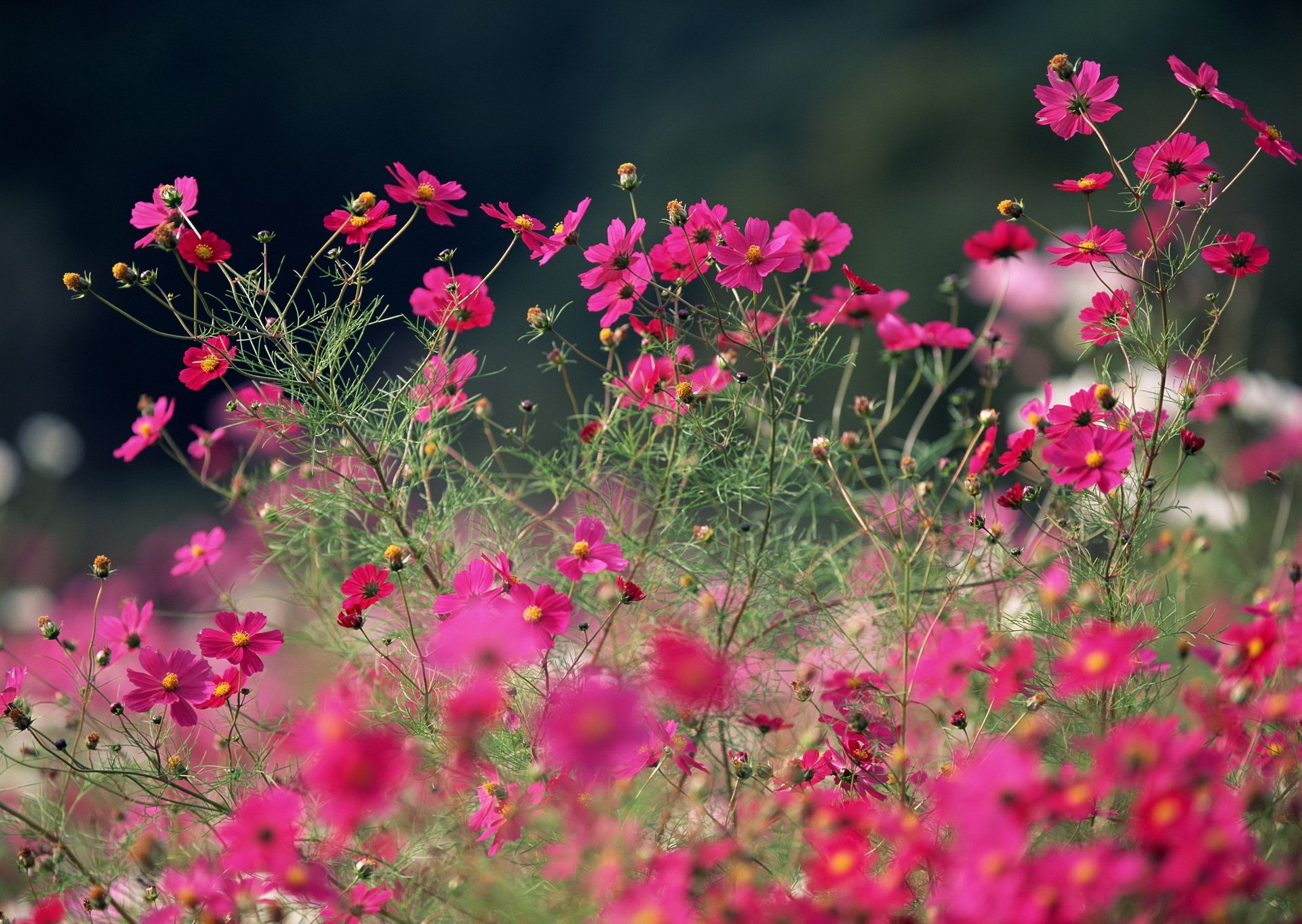 blumen sommer feld kosmea rosa hell makro