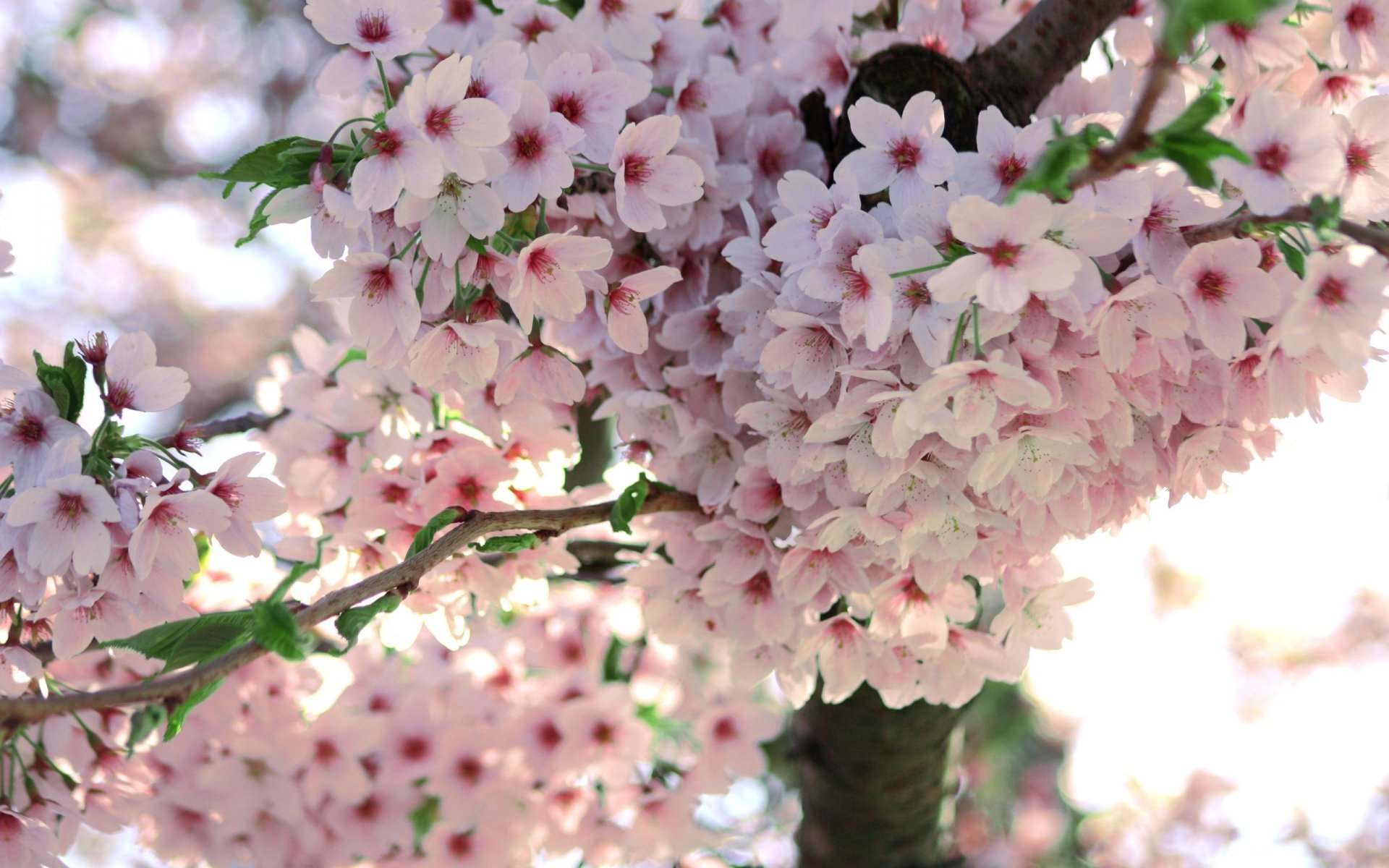 sakura printemps fleurs floraison branche arbre gros plan