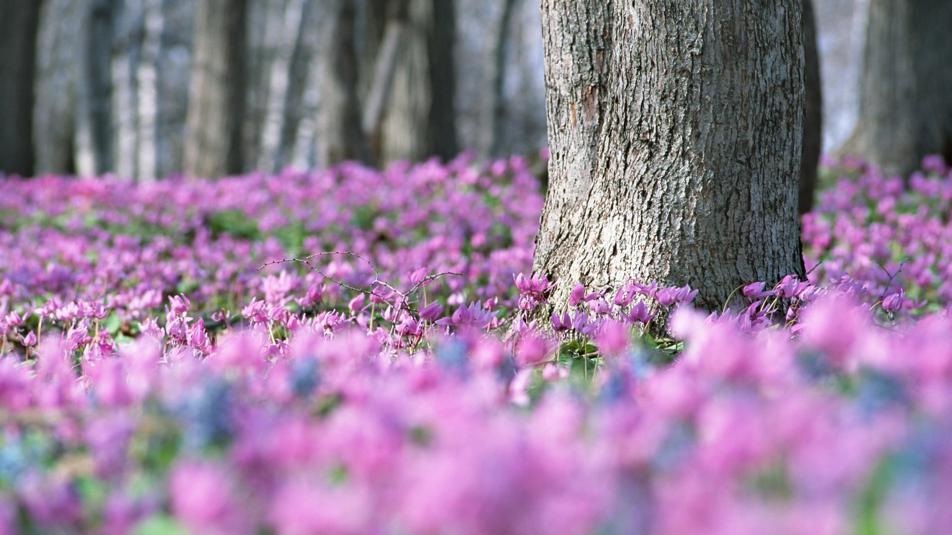 primavera lilla violette un sacco