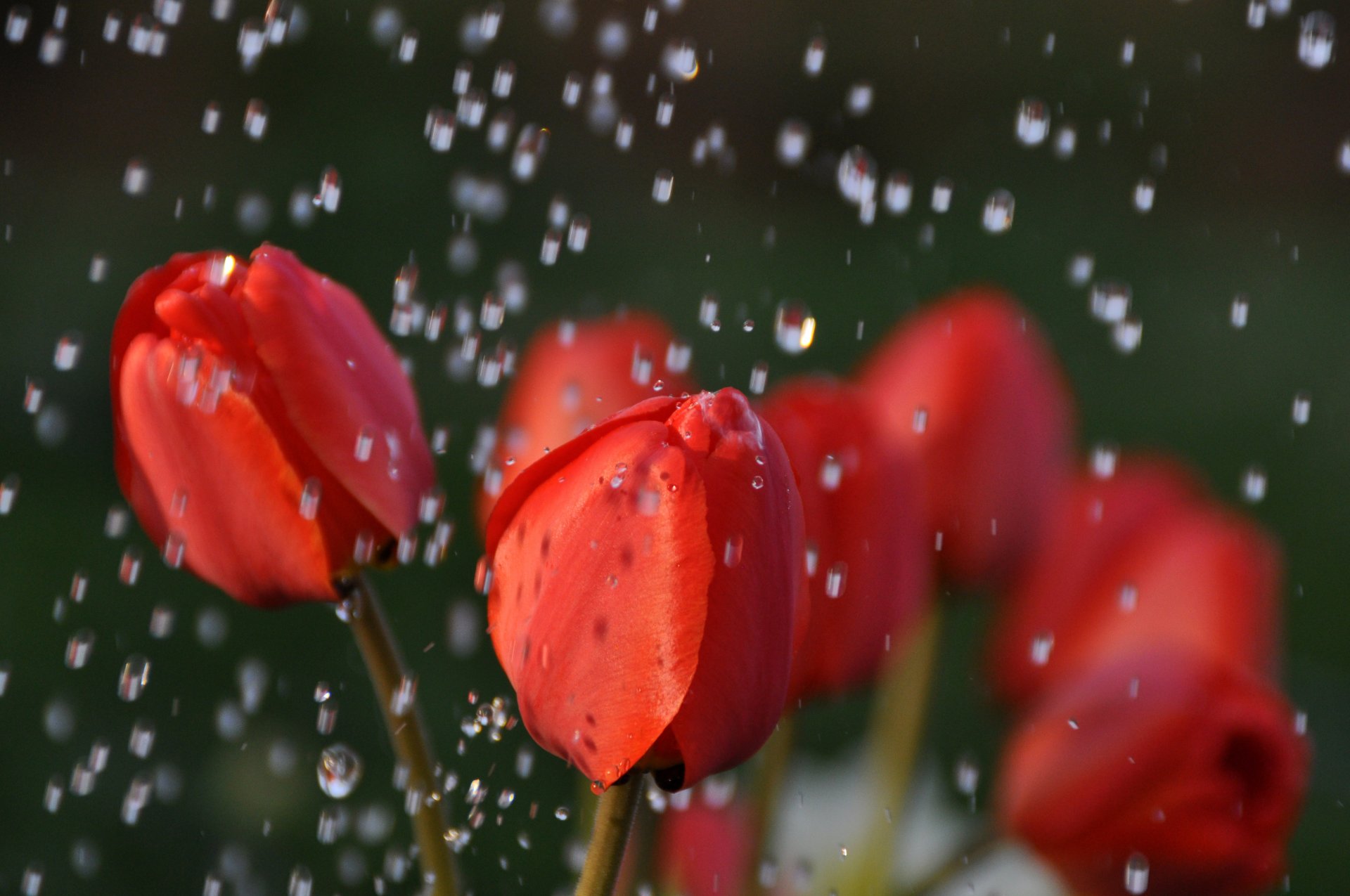 tulipes bourgeons rouge fleurs pluie gouttes eau gros plan nature