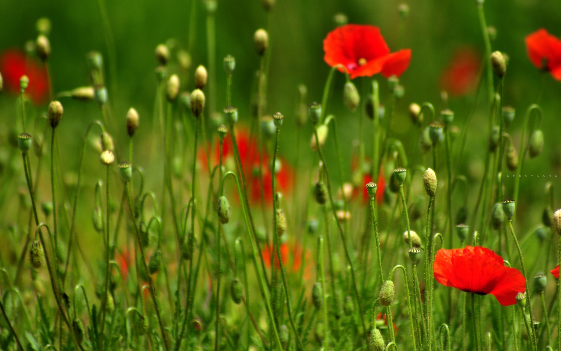 rêves champ coquelicots