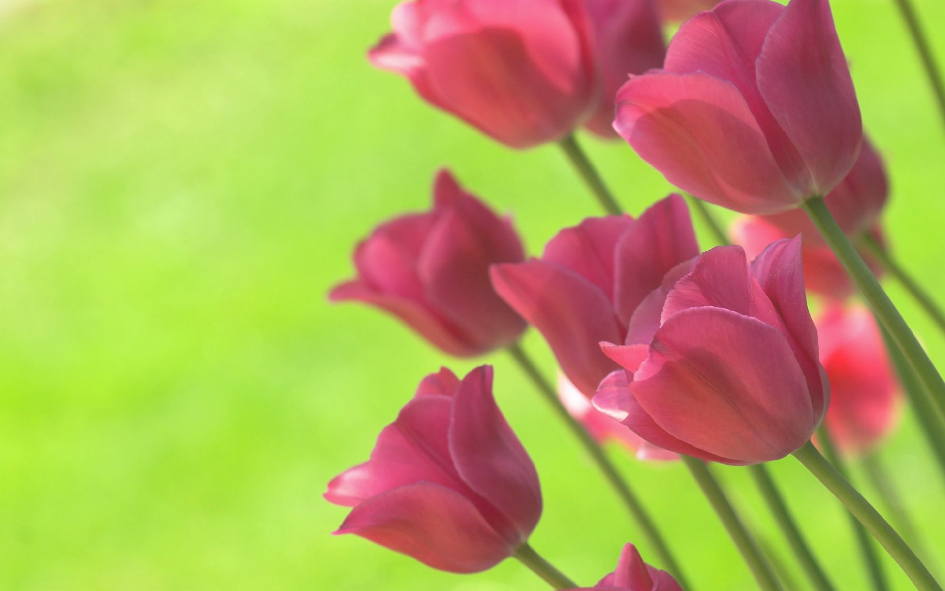 tulpen hellgrün hellgrün hintergrund frühling blumen