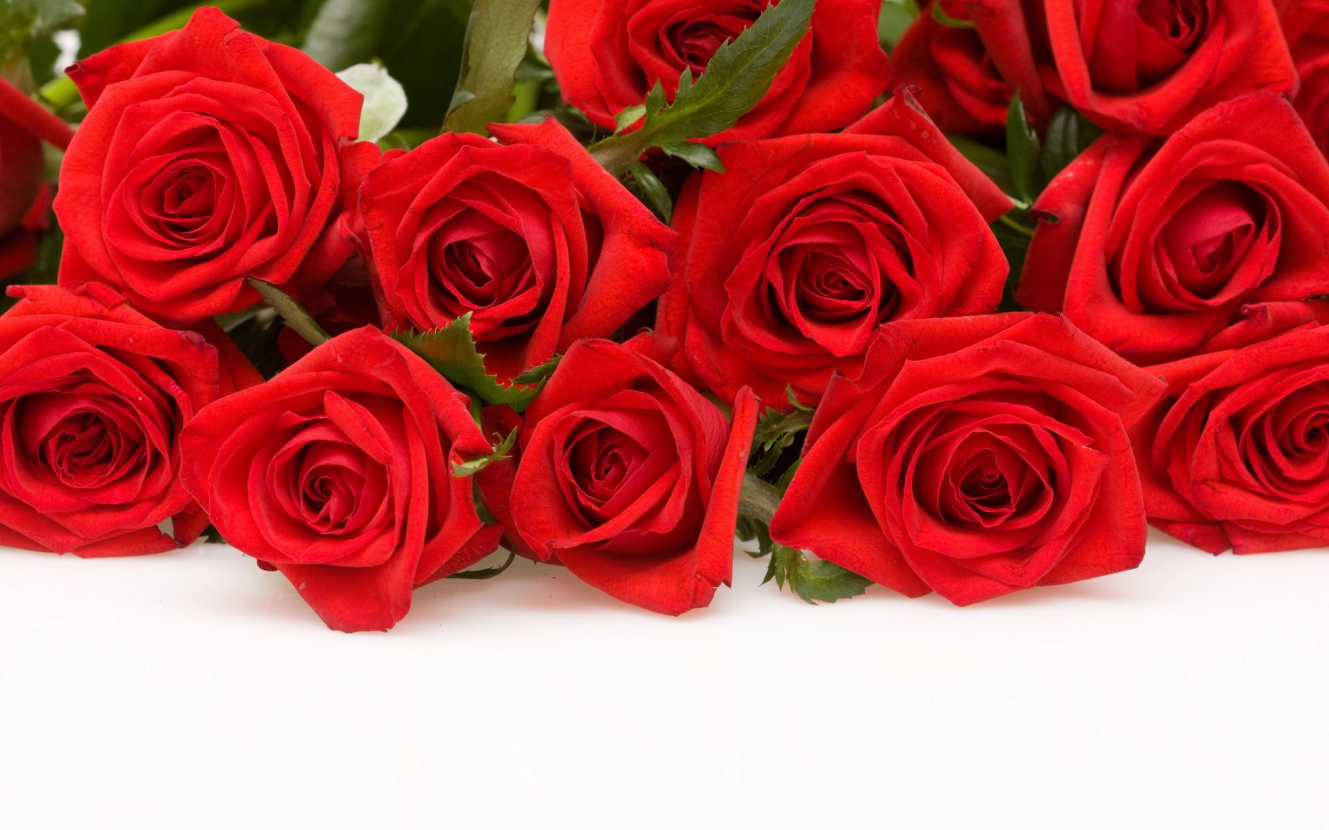 flower roses red white background