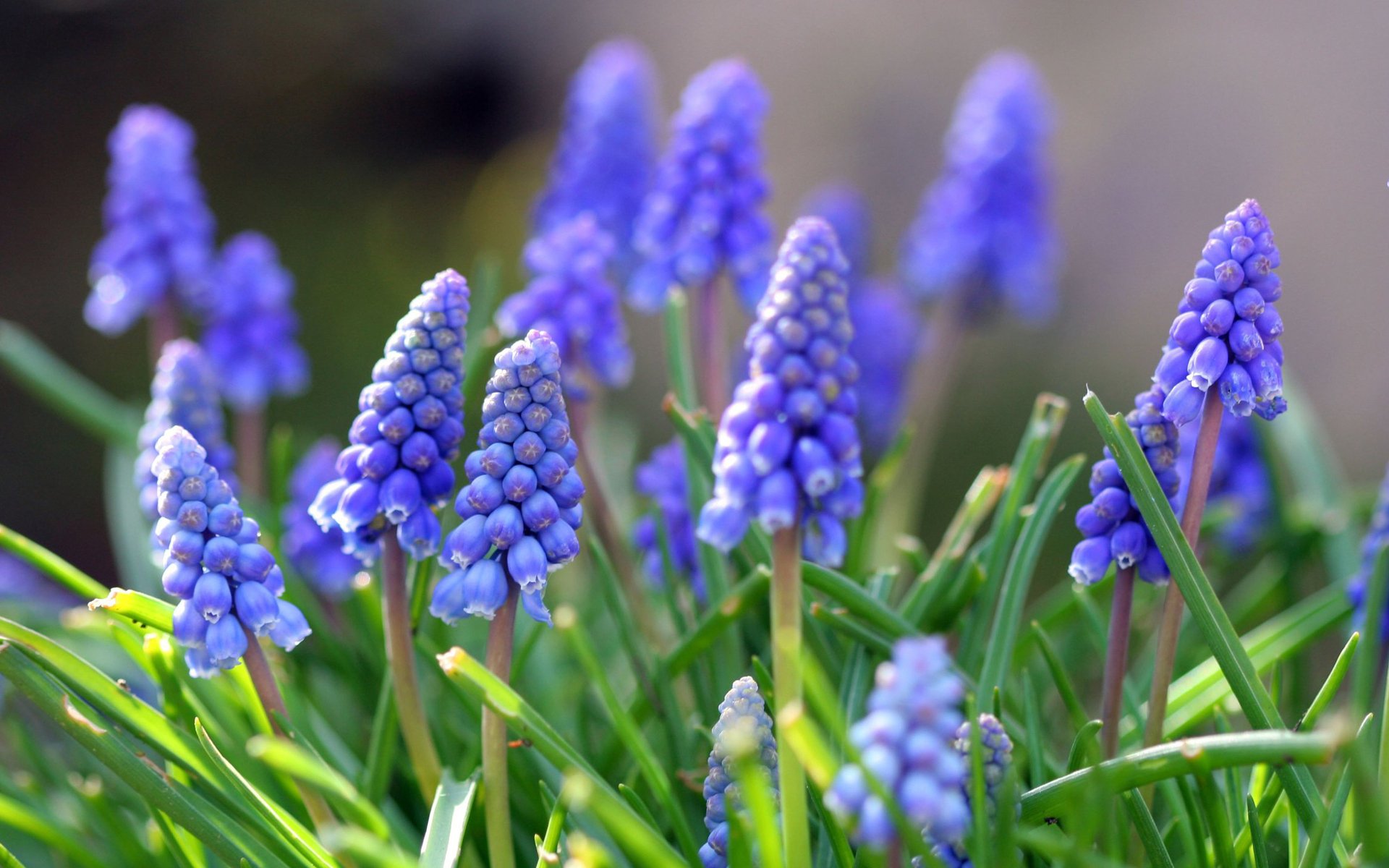 muscari flores hojas primavera naturaleza