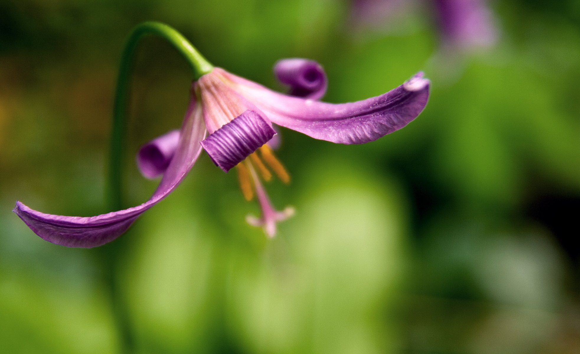 flor fondo desenfoque