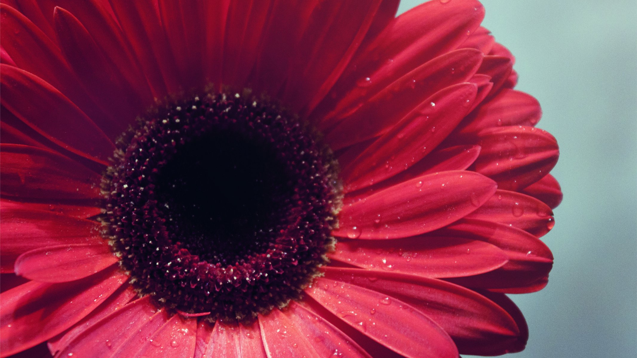 kwiaty gerbera makro ostrość płatki pączek woda krople