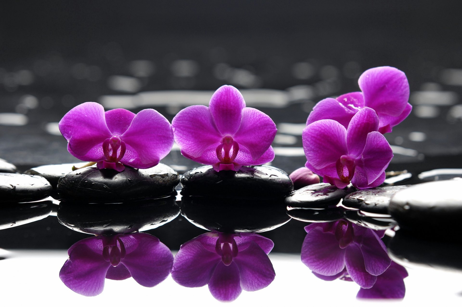 spa fleurs violettes pierres violet fleurs gouttelettes réflexion