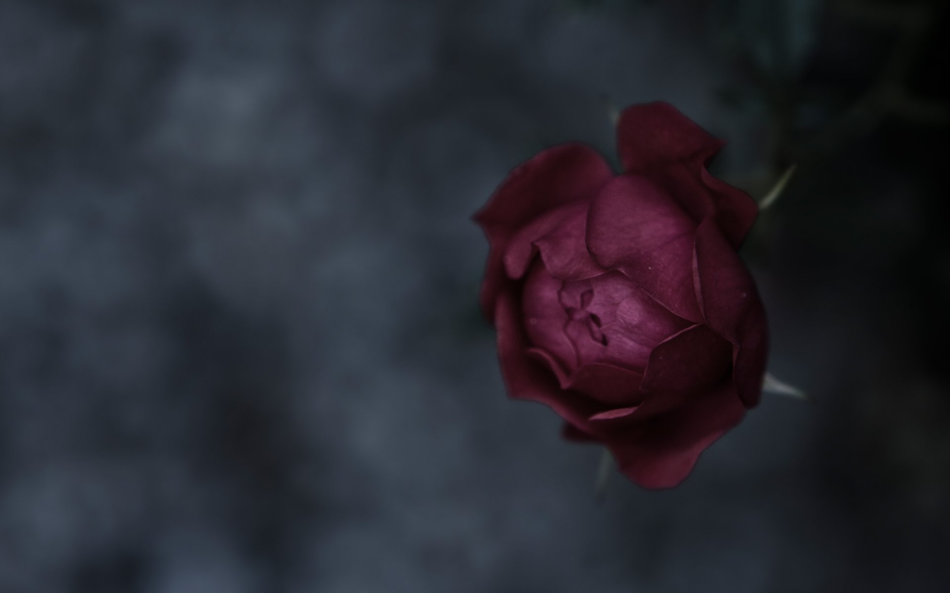 rose bud petals the stem focus close up background textures mood flower beautiful nature