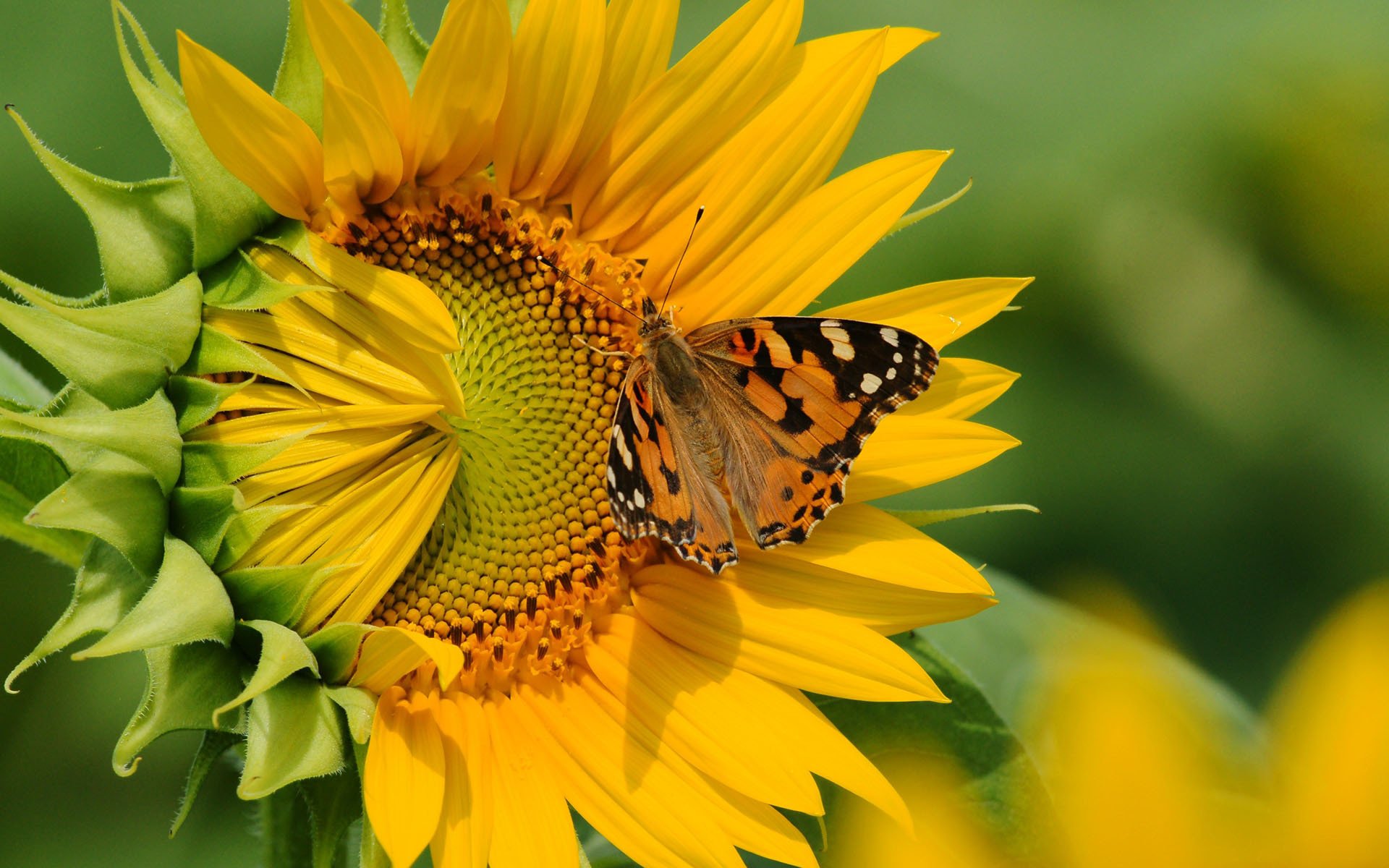 blume sonnenblume schmetterling