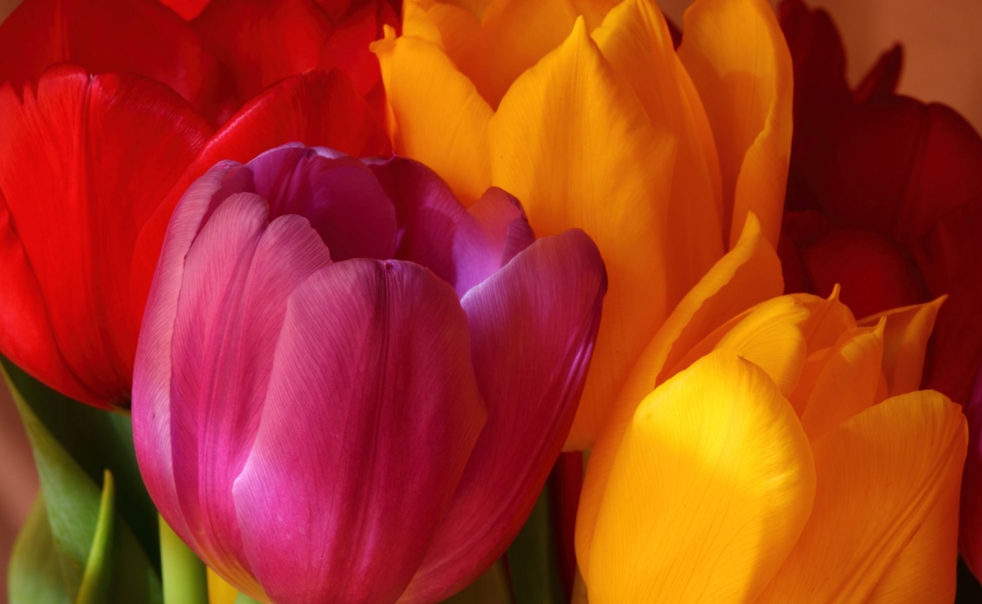 flower bouquet bright tulips pink yellow orange red