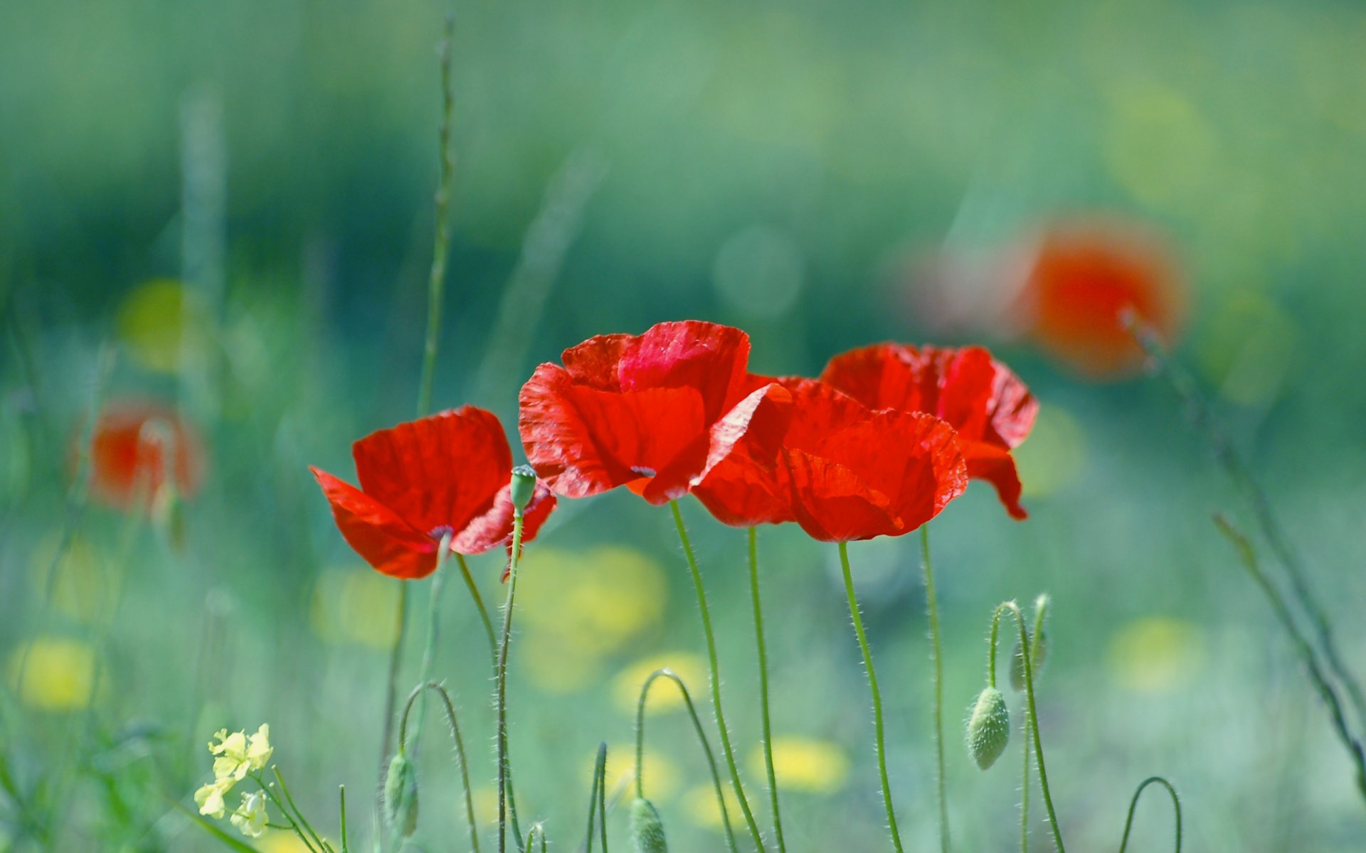 papaveri rosso sfocatura estate natura fiori