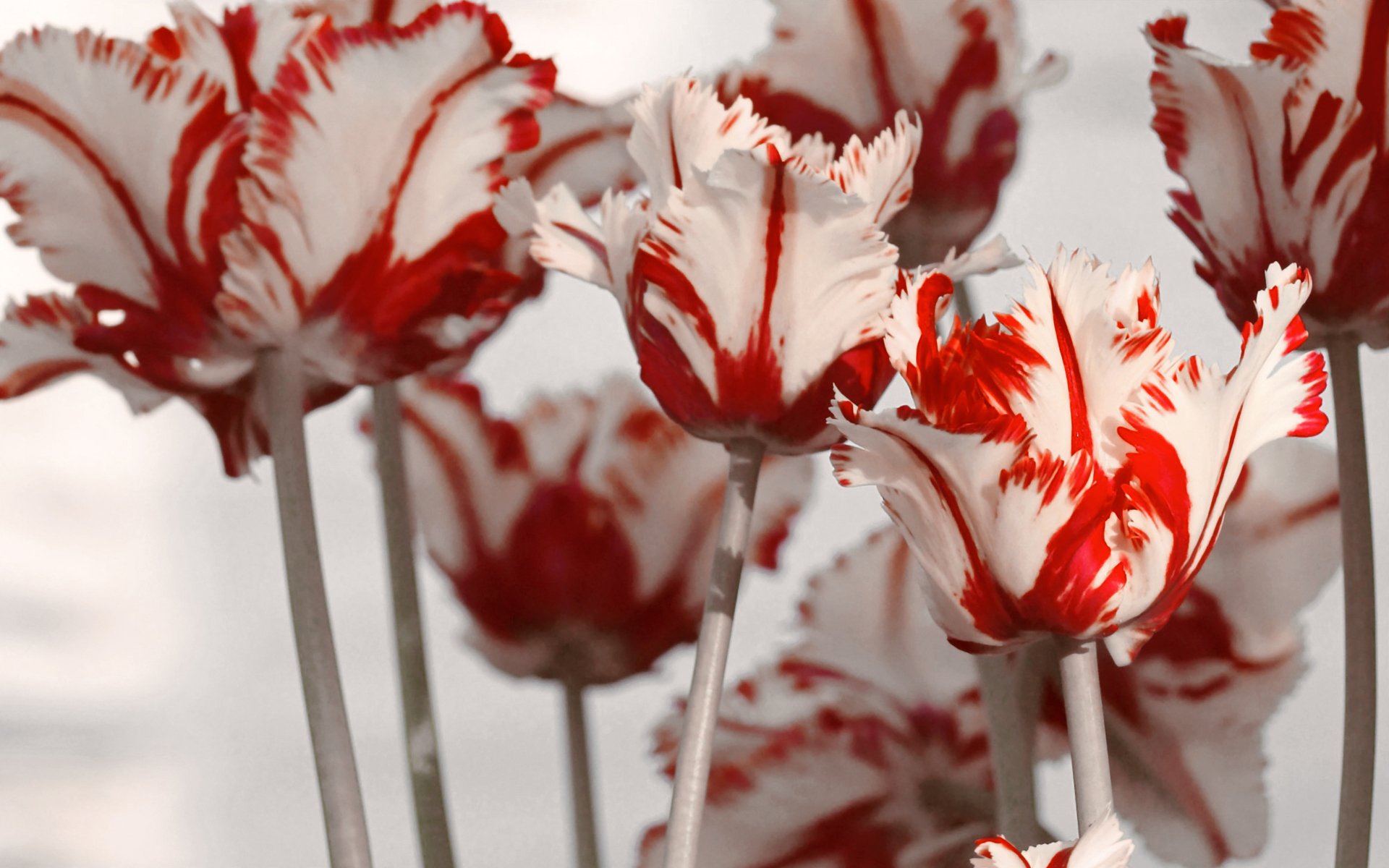 tulpen weiß rot frühling blumen