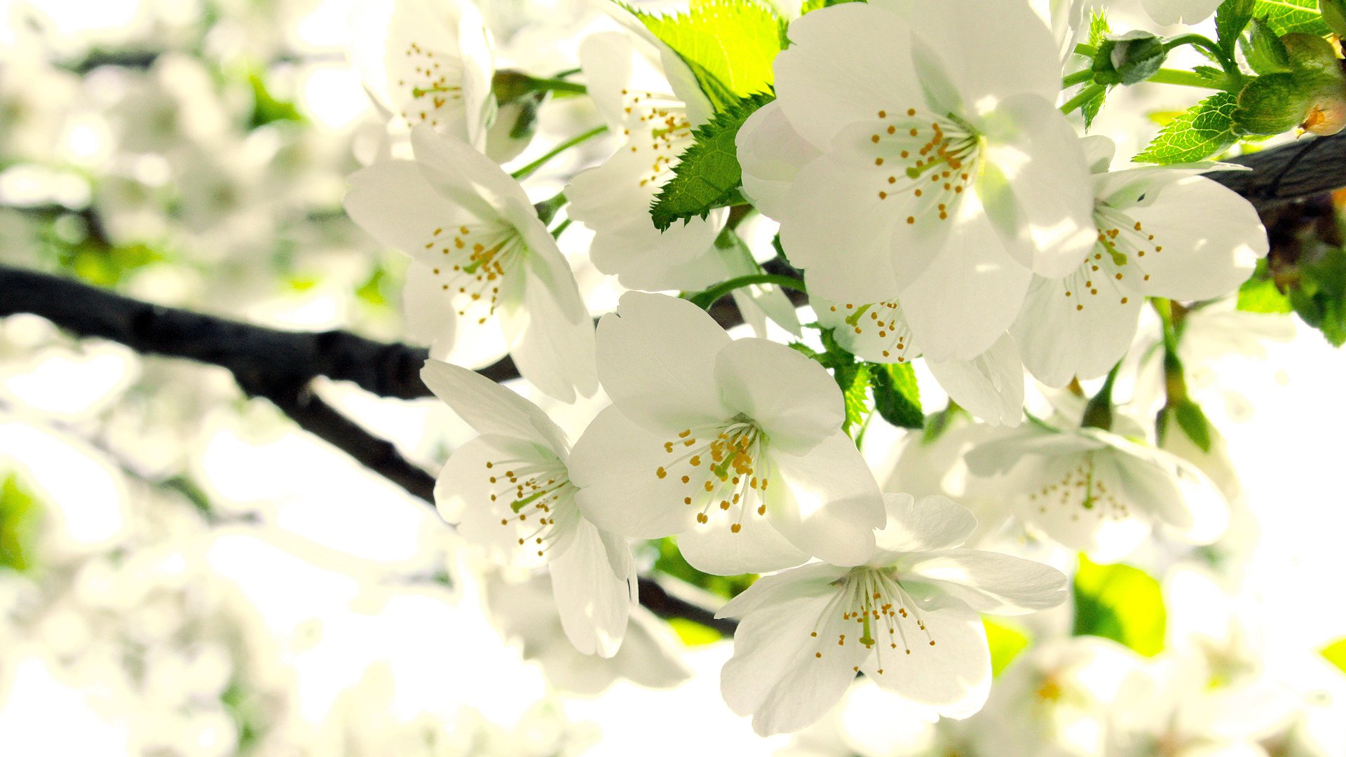 manzano floración brotes blanco rama hojas primavera