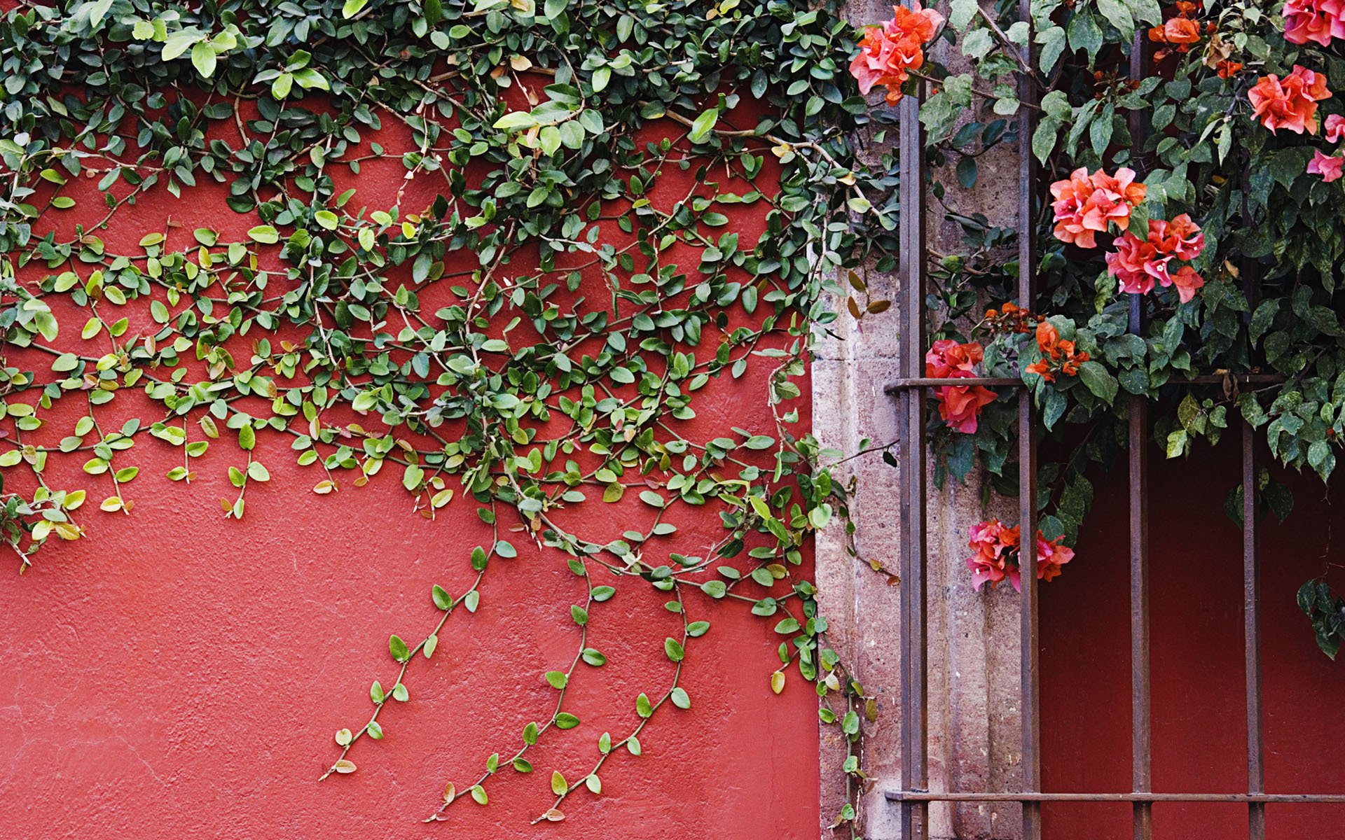 mur plante lianes fleurs