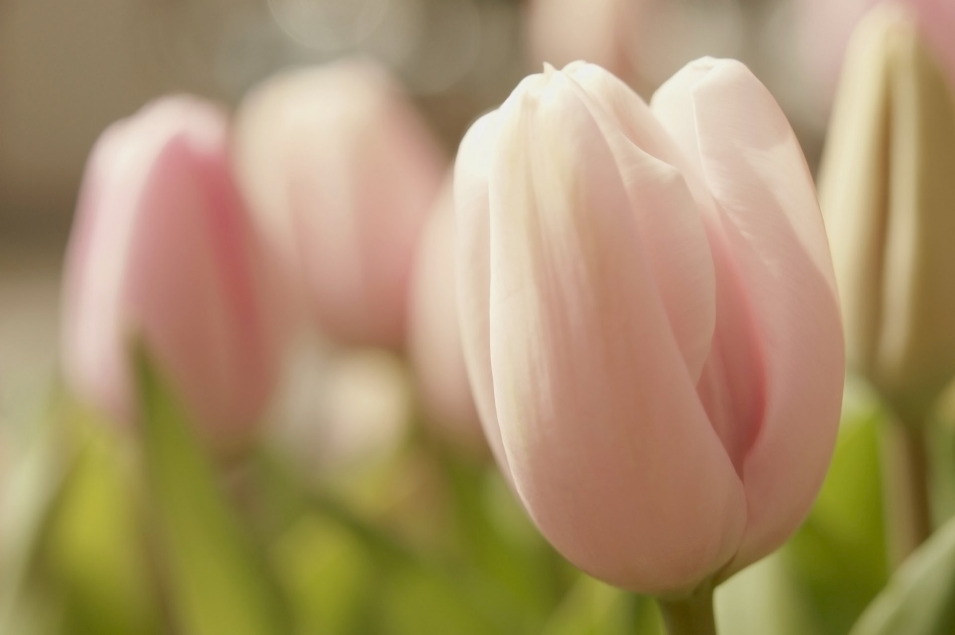 tulip pink bud flower tenderness spring macro flower