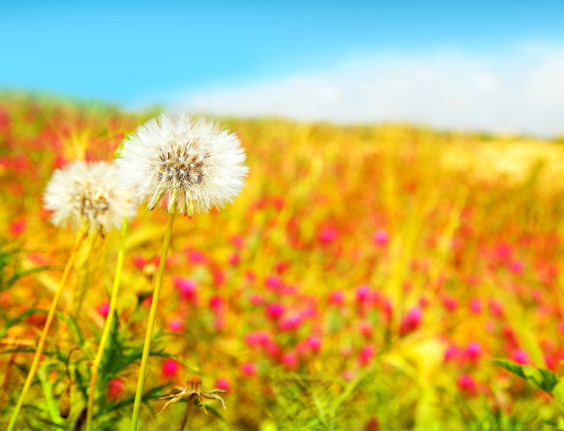 hermoso campo dientes de león campo flores blanco primavera naturaleza azul cielo