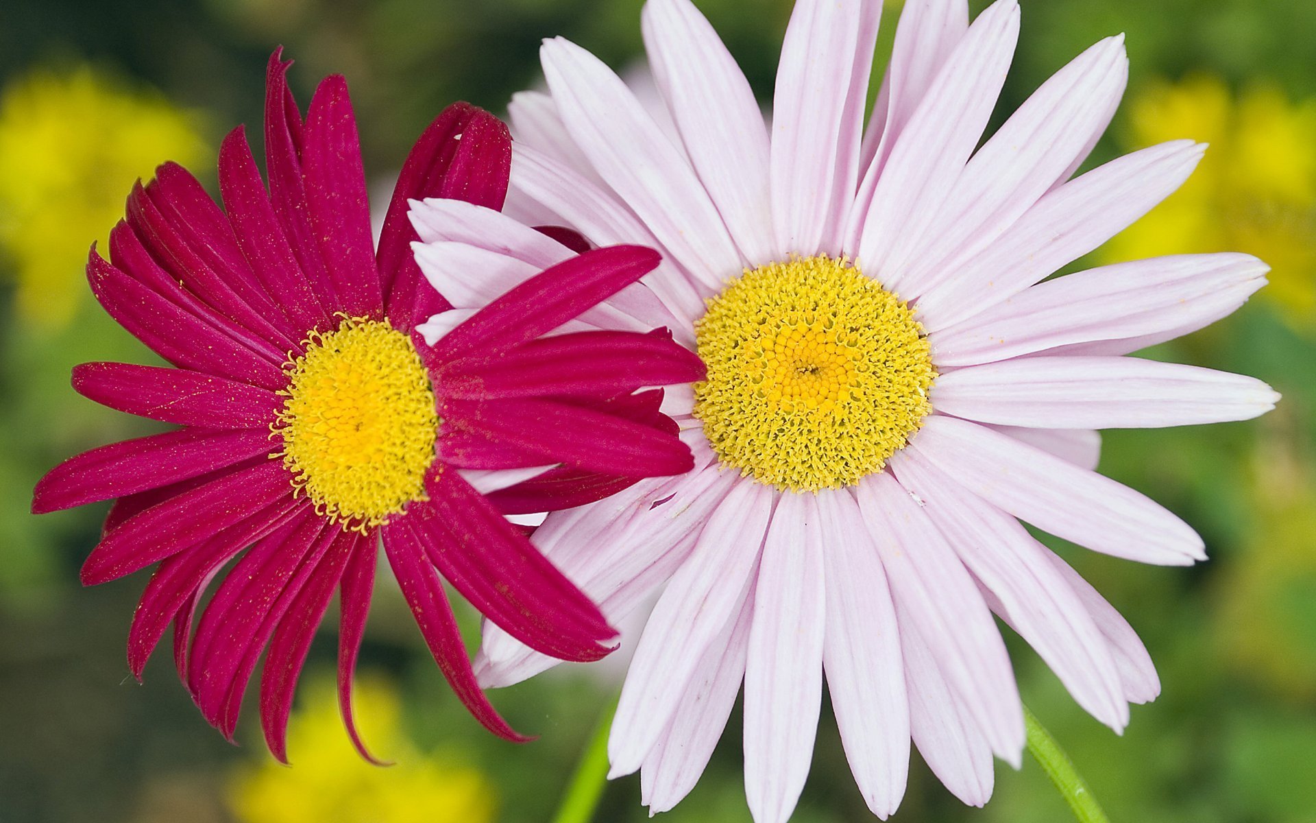 fleurs gros plan marguerites blanc rose couple pollen